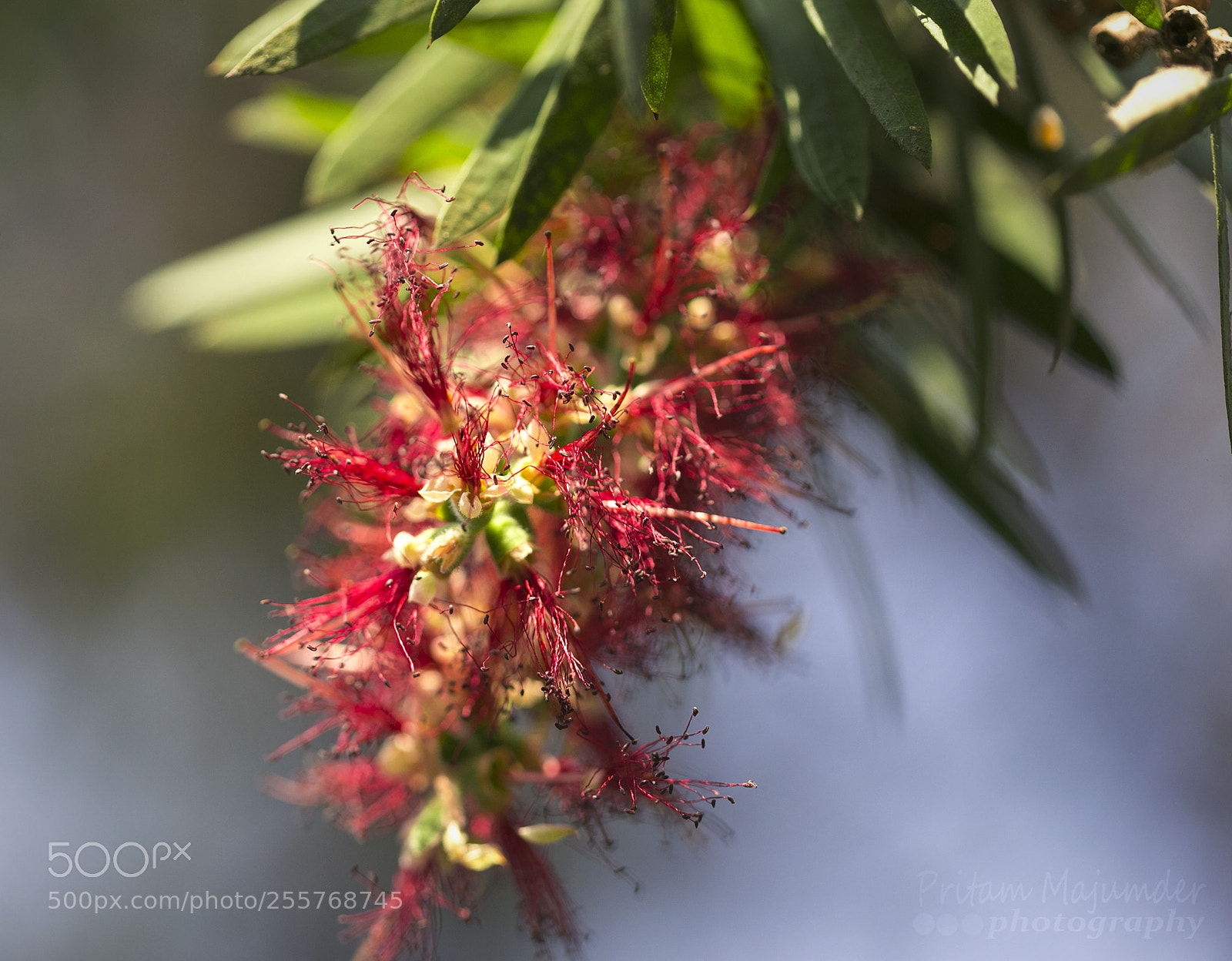 Canon EOS 6D sample photo. Red colour of spring photography