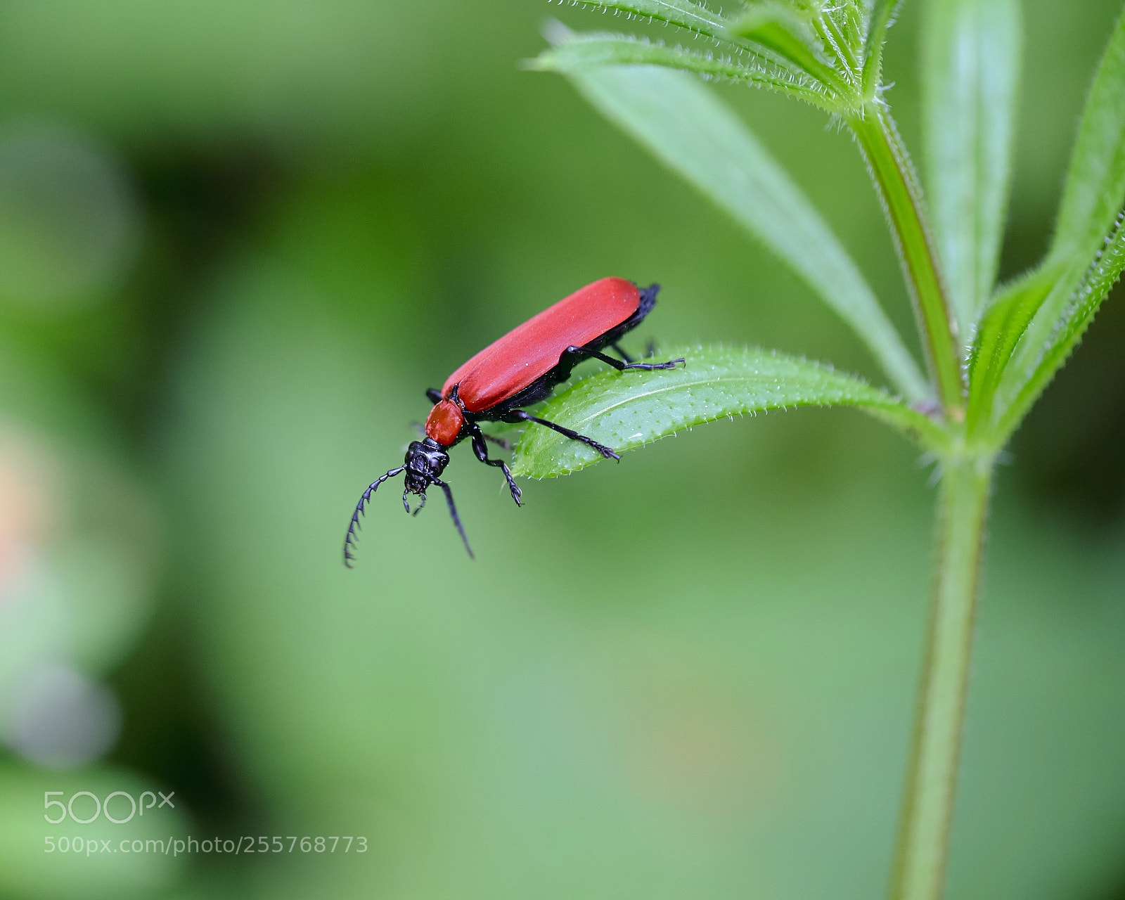 Fujifilm X-T2 sample photo. Pyrochroa coccinea photography