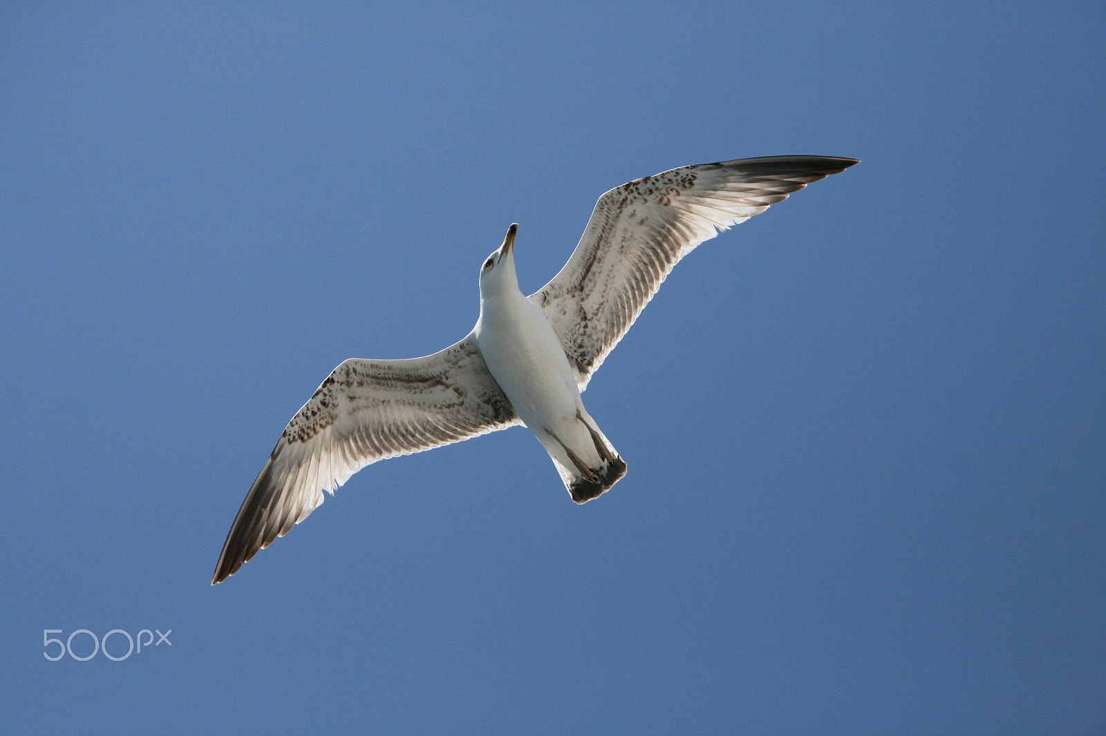 Canon EF-S 17-85mm F4-5.6 IS USM sample photo. Img photography