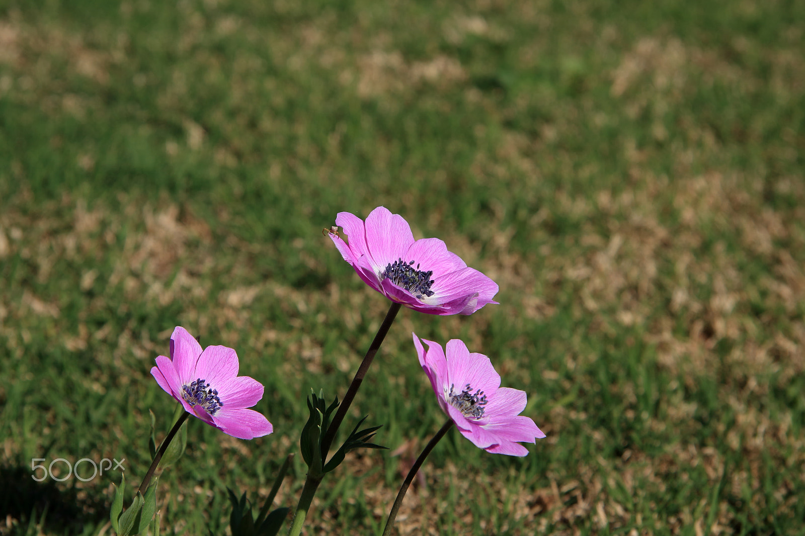 Canon EF-S 17-85mm F4-5.6 IS USM sample photo. Spring flowers photography