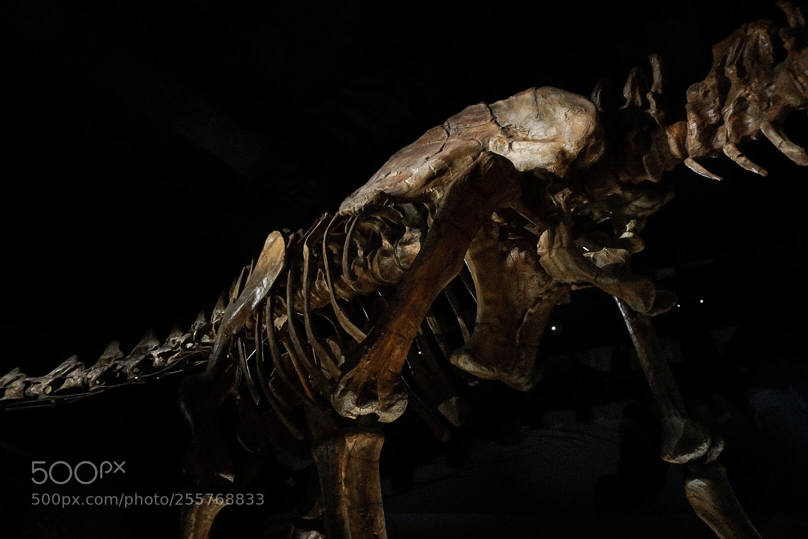 Sony a6000 sample photo. Prehistoric  photography