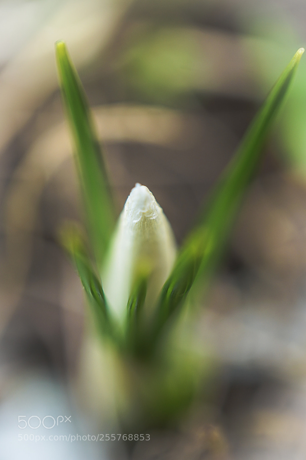 Sony a7 II sample photo. "young crocus" photography