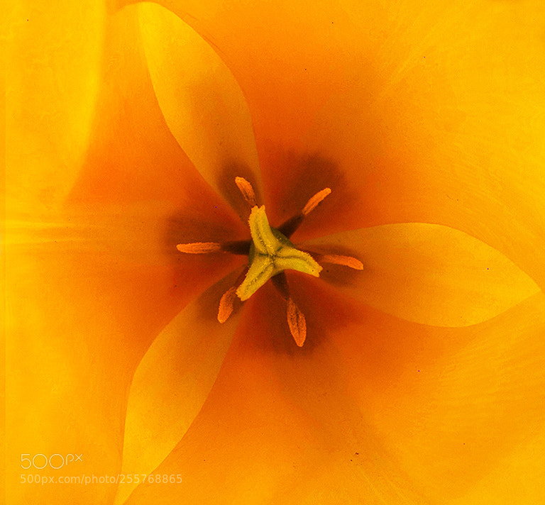 Canon PowerShot G12 sample photo. Tulip mandala for bees photography