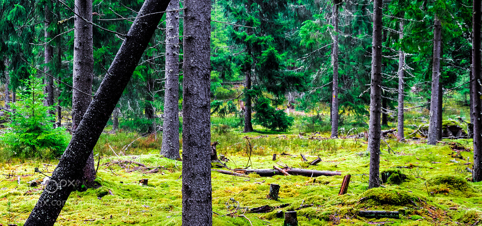 Nikon D7200 sample photo. Inclinated photography