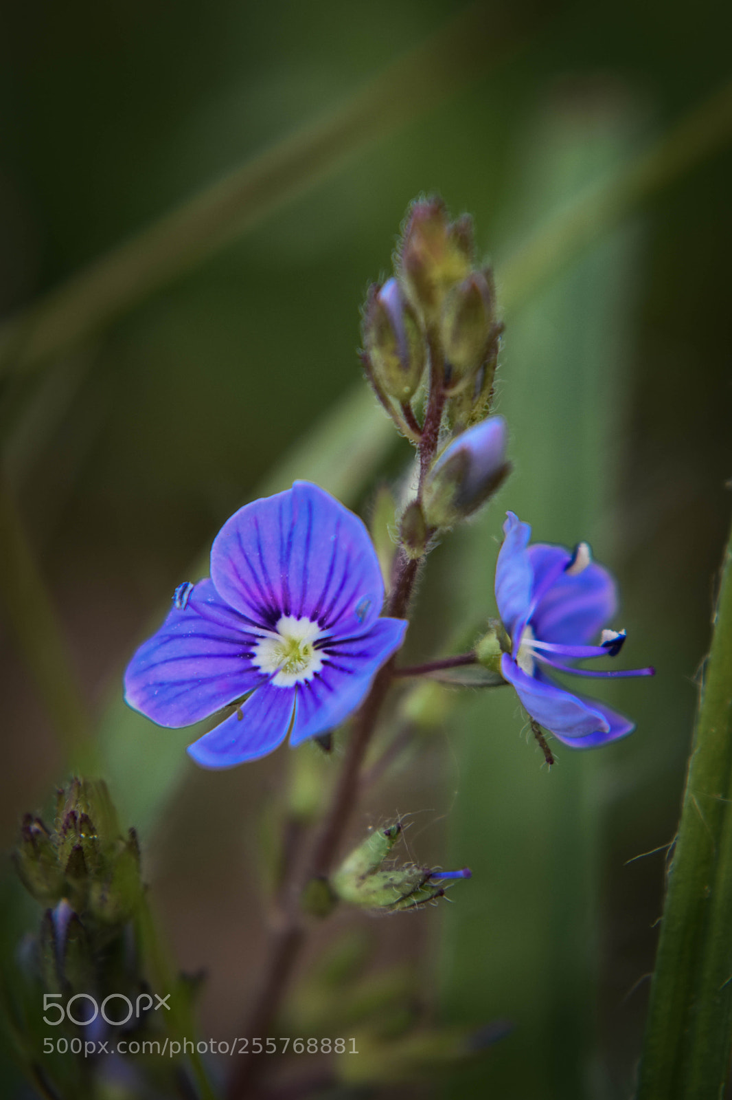 Nikon D5500 sample photo. F11 photography