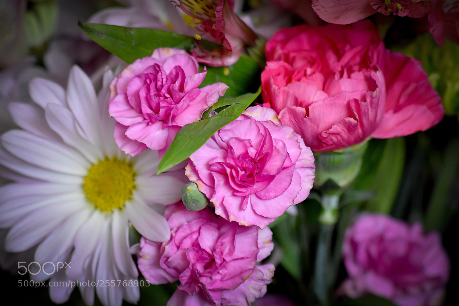 Nikon D7200 sample photo. Carnations photography