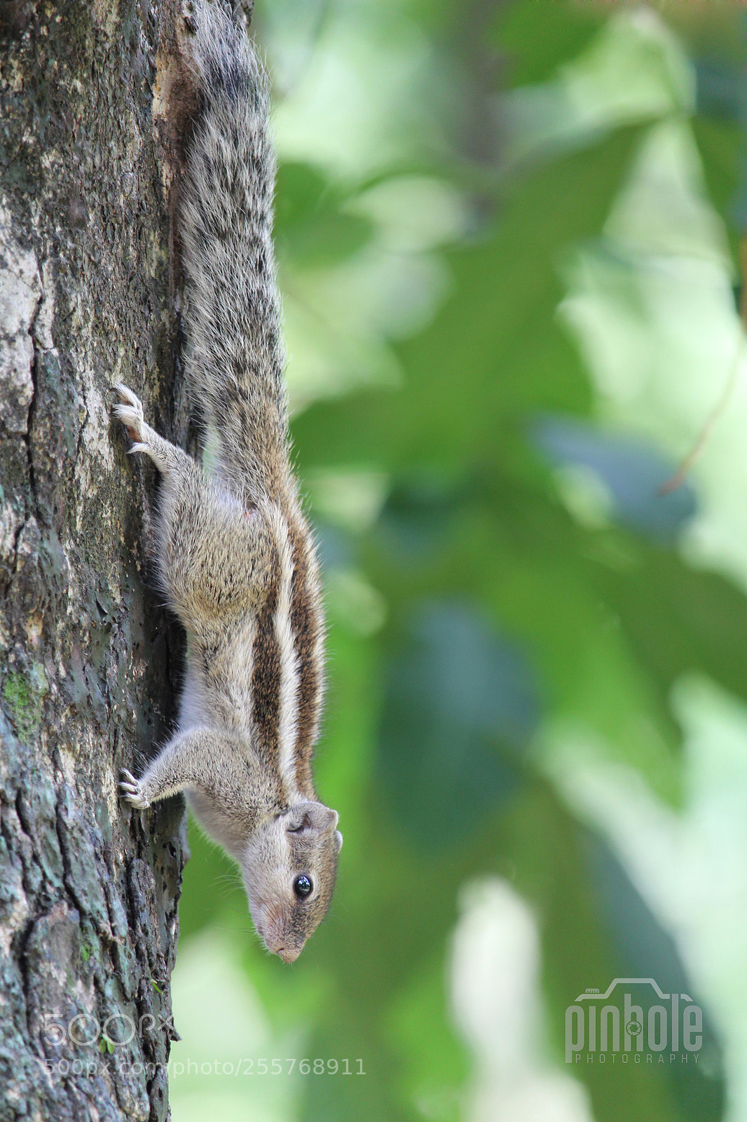 Canon EOS 1300D (EOS Rebel T6 / EOS Kiss X80) sample photo. Northern palm squirrel photography