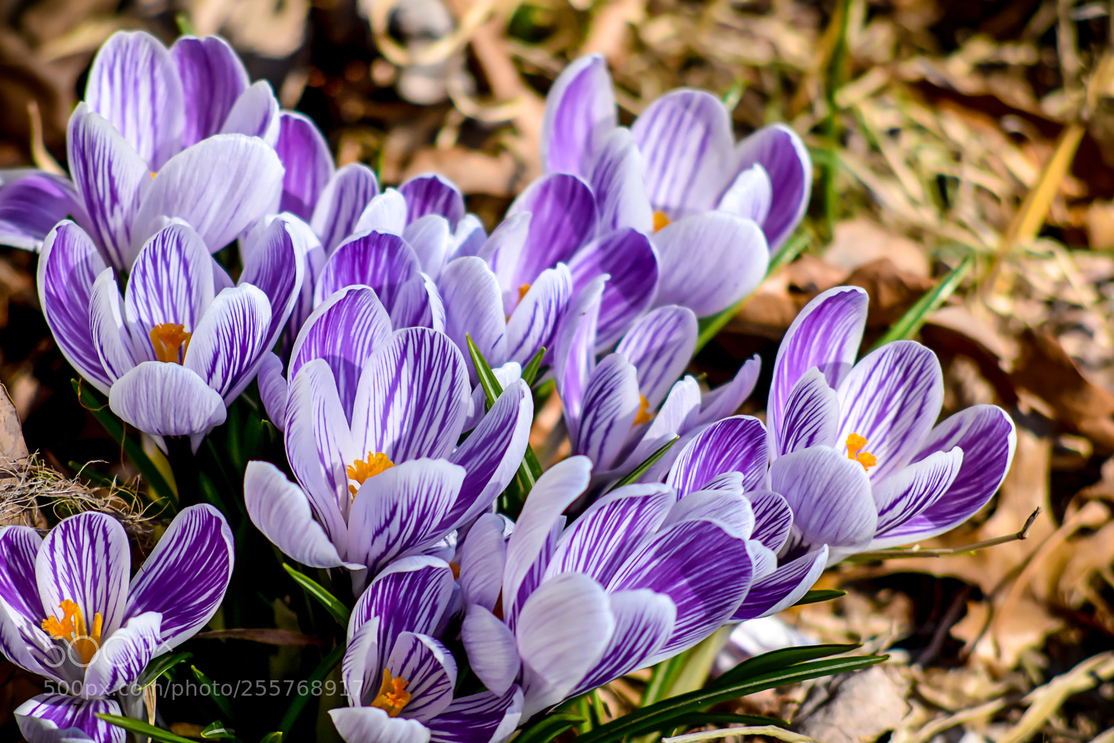 Nikon D7200 sample photo. Crocii photography