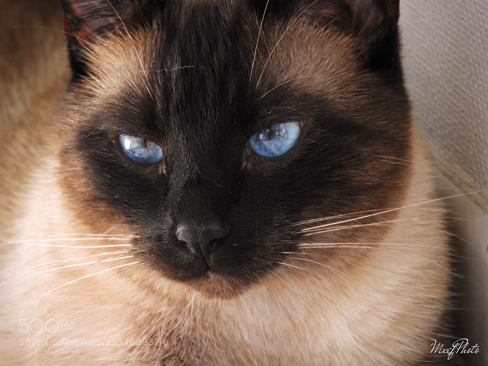 Nikon Coolpix B700 sample photo. Cat thoughts photography