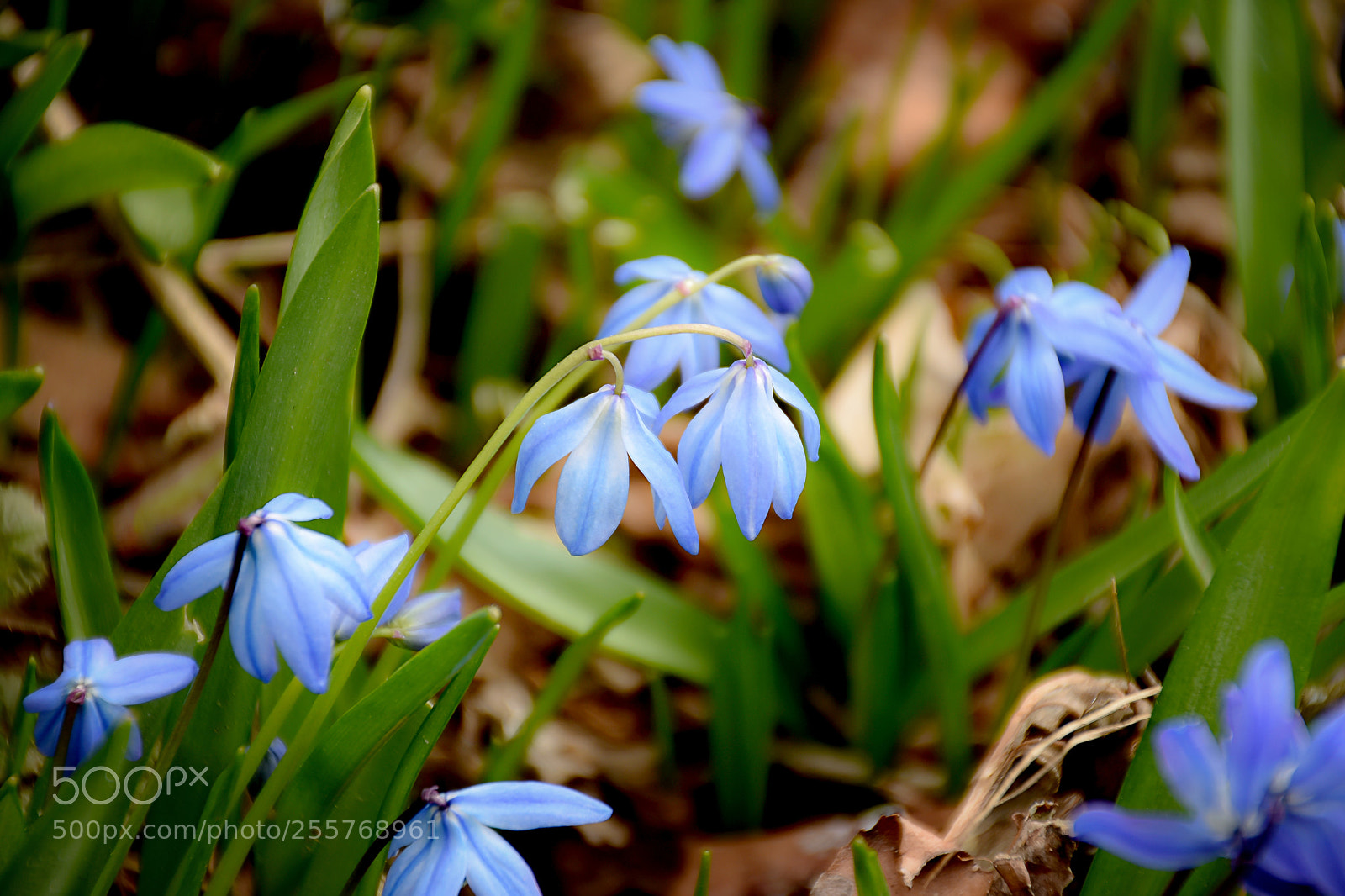 Nikon D7200 sample photo. Siberian squills photography
