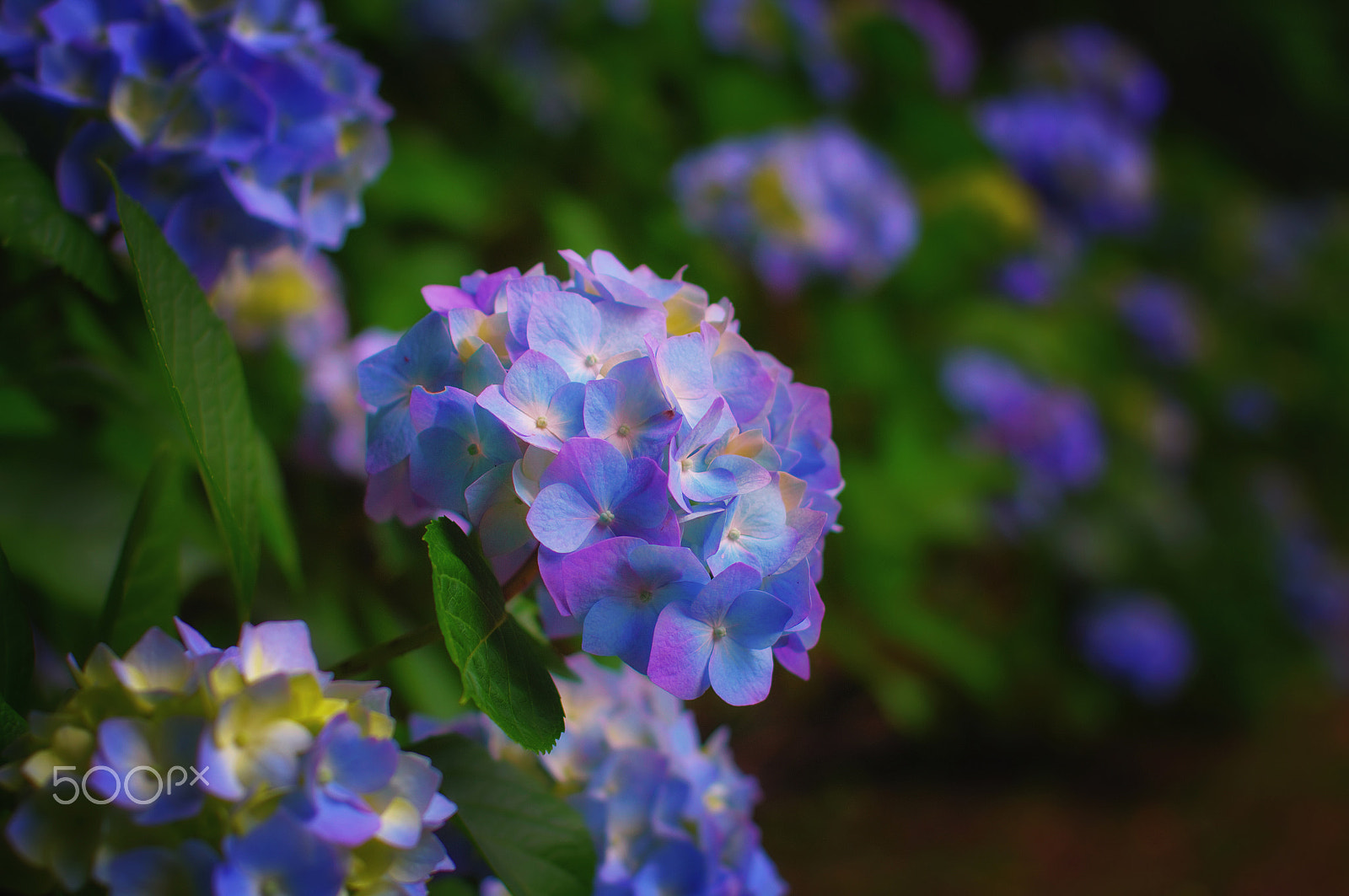 Pentax K-7 sample photo. Beautiful flowers photography