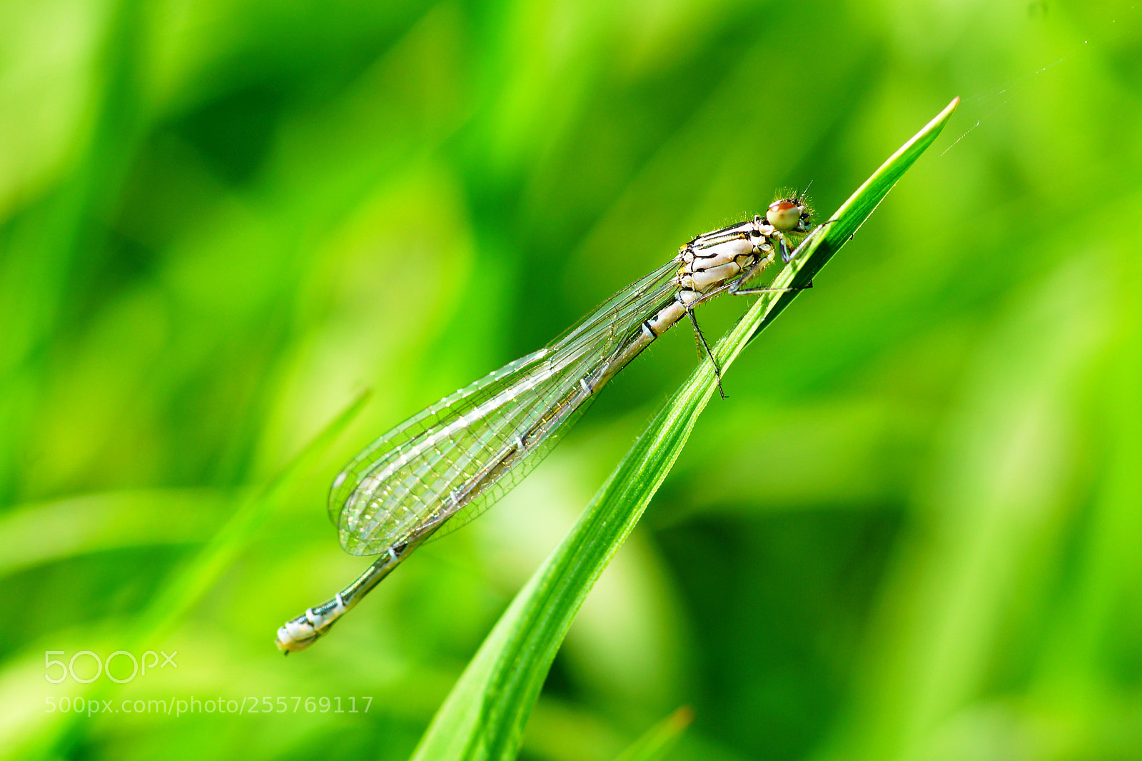 Sony SLT-A77 sample photo. Dragonfly photography