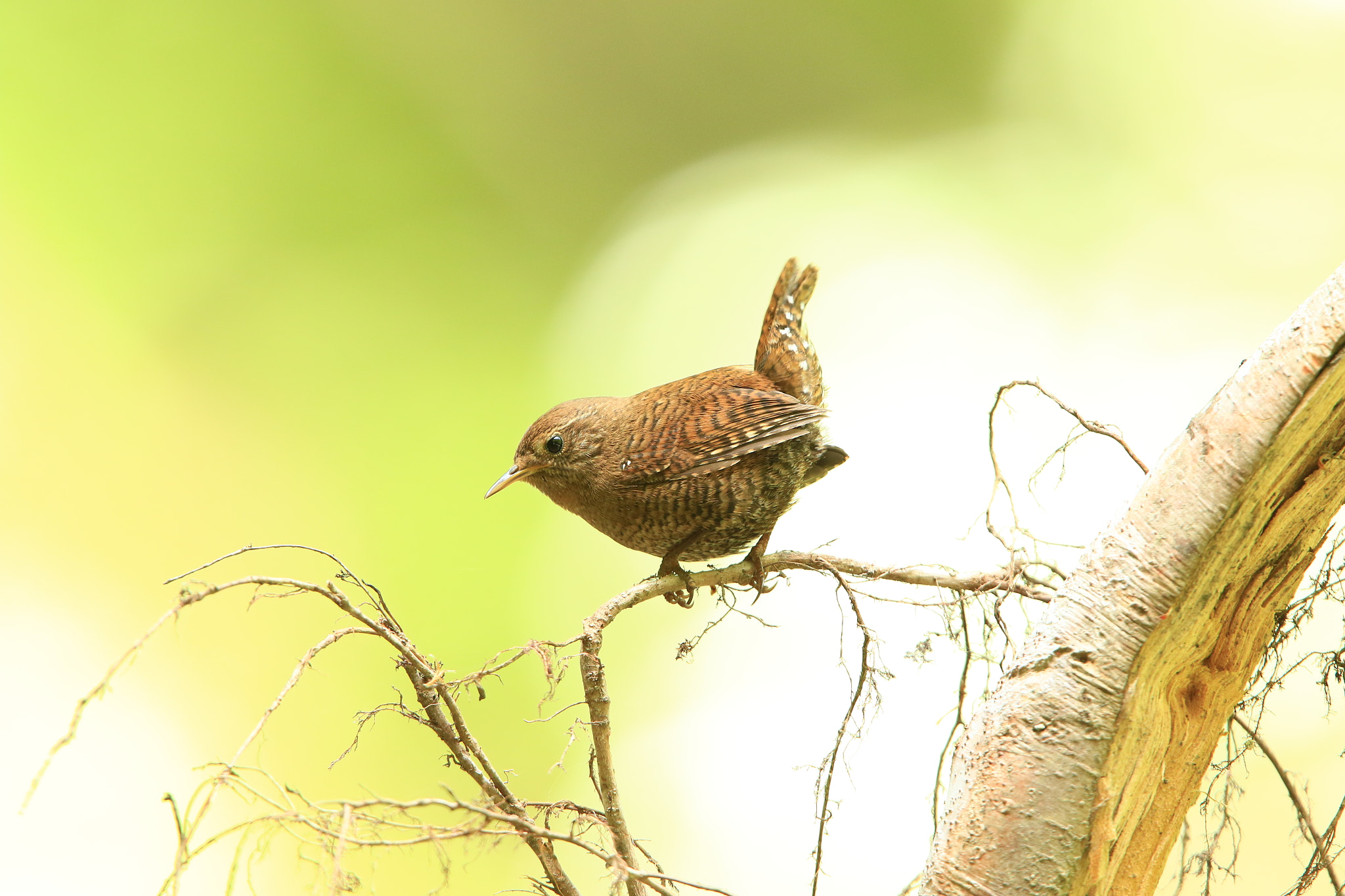 Canon EF 400mm F2.8L IS USM sample photo. ミソサザイ  eurasian wren photography