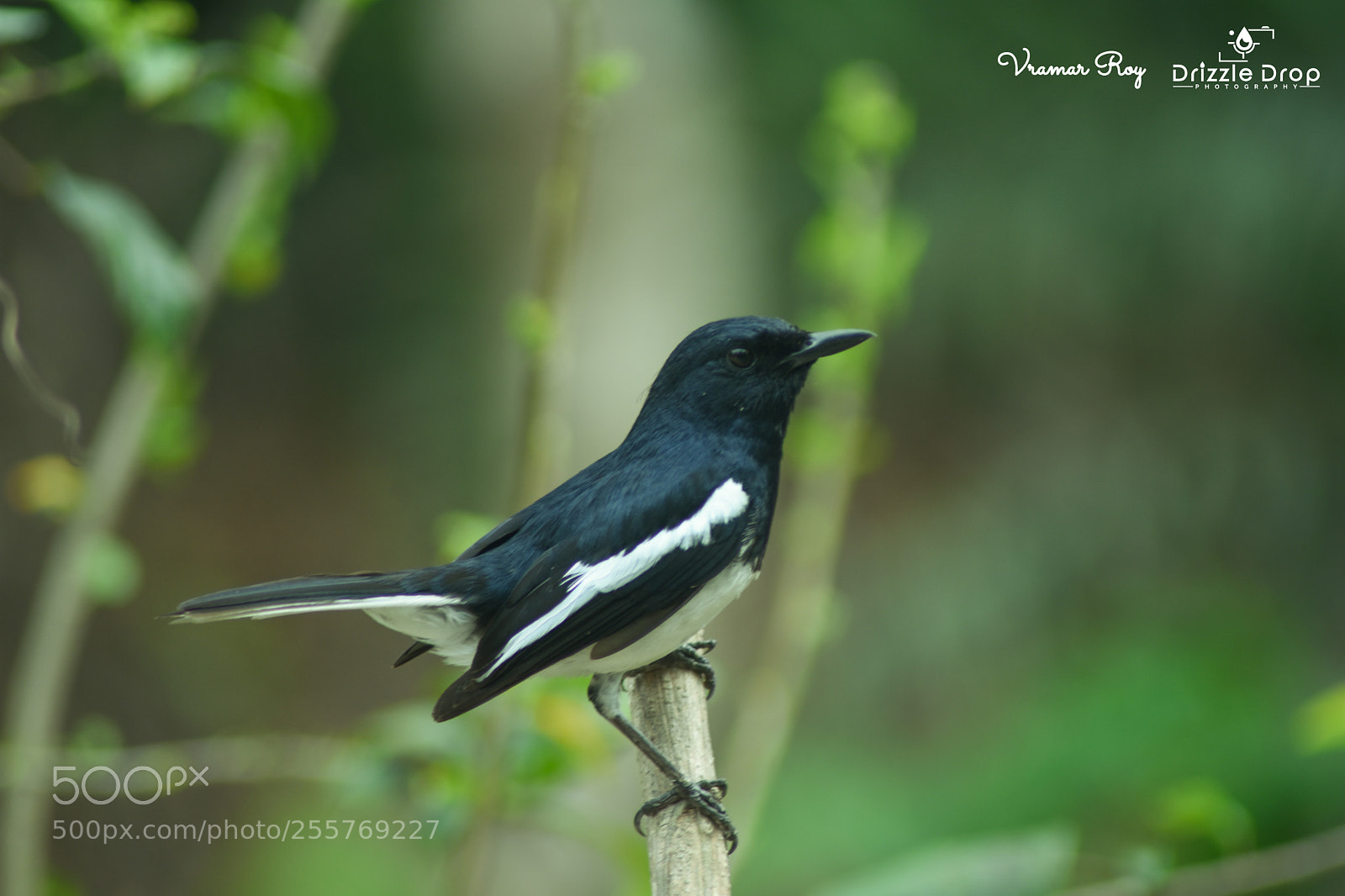 Nikon D7200 sample photo. Alone bird photography