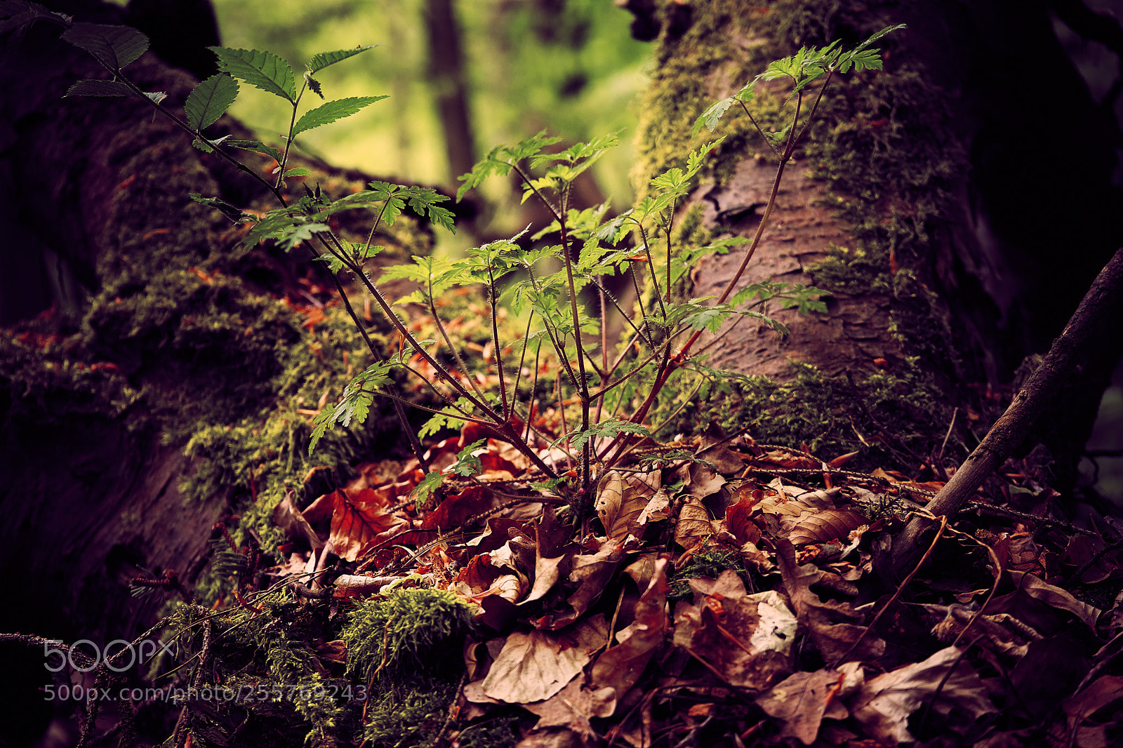 Sony a7 sample photo. Offspring photography