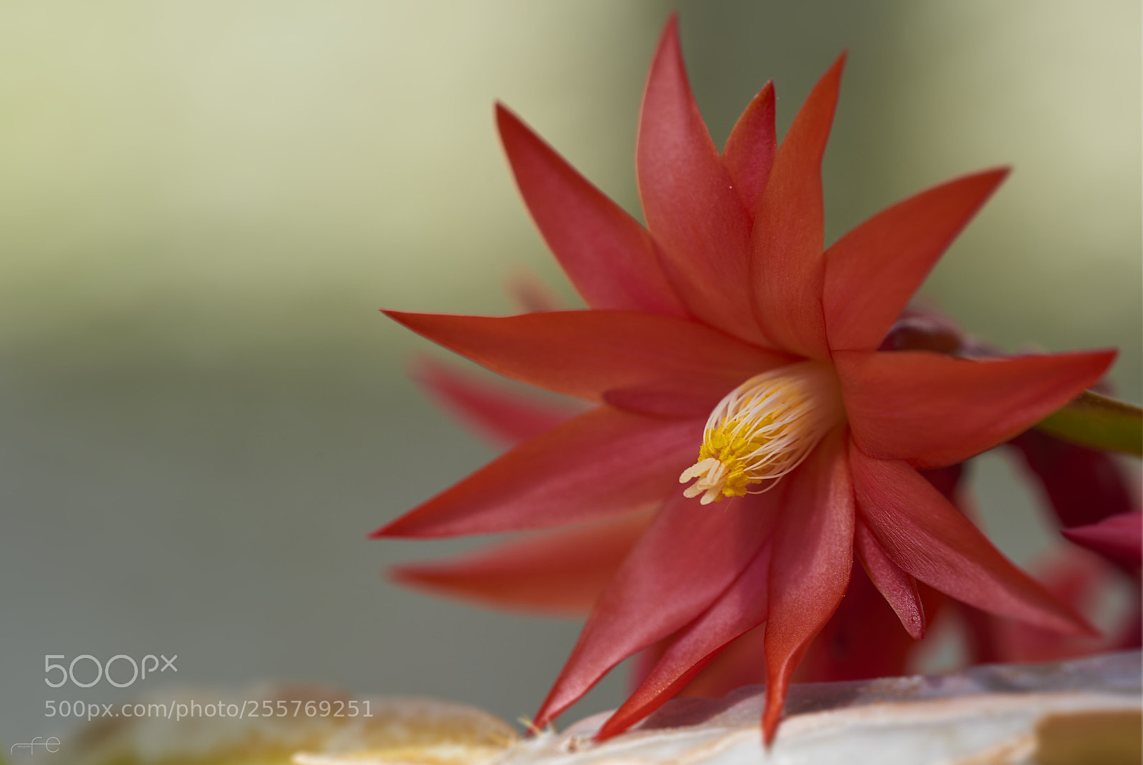 Nikon D800 sample photo. Red cactus blossom photography