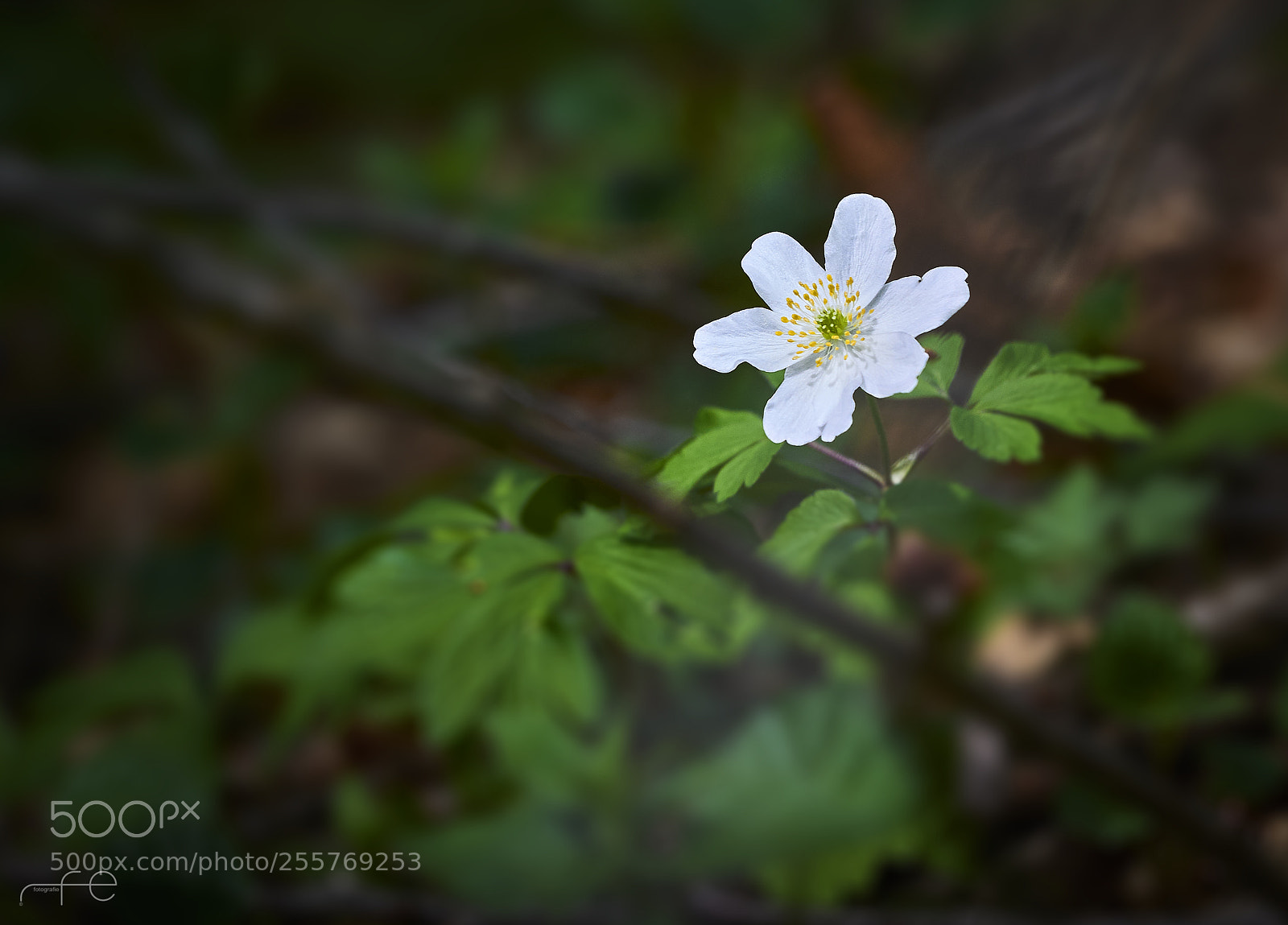 Nikon D800 sample photo. Anemone blanda photography