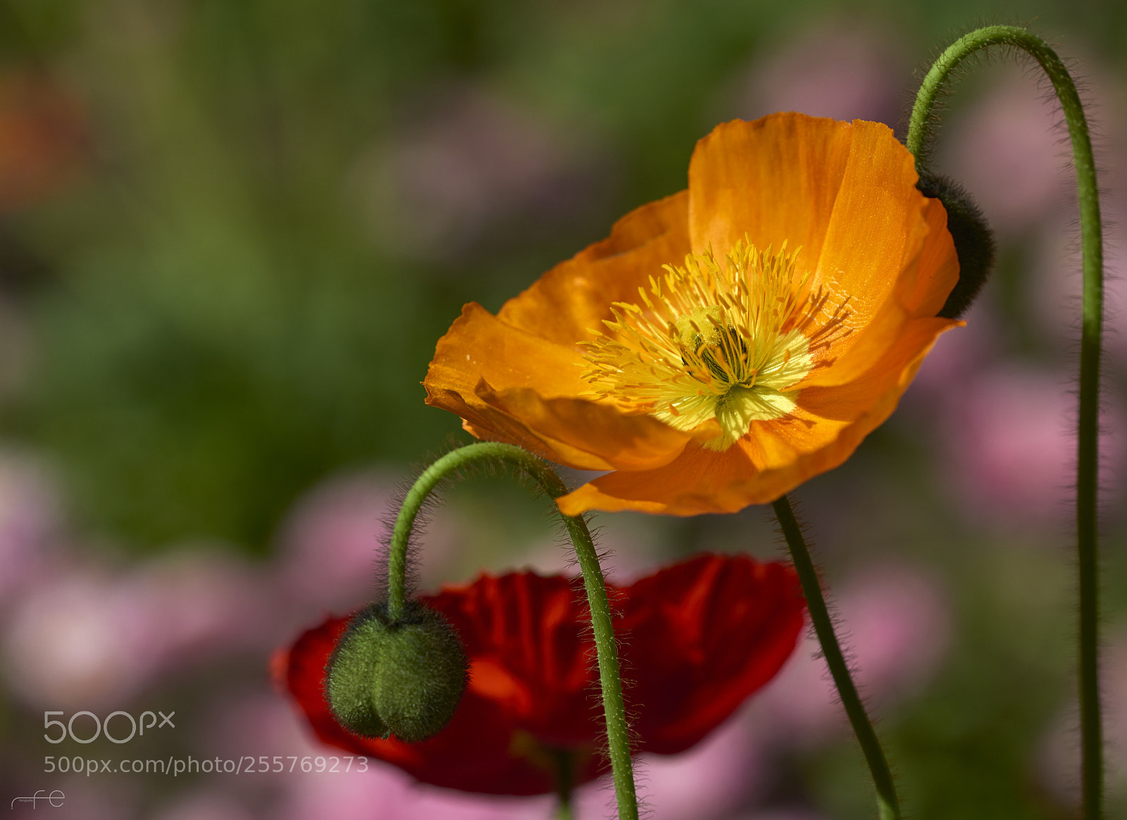 Nikon D800 sample photo. Yellow poppy photography