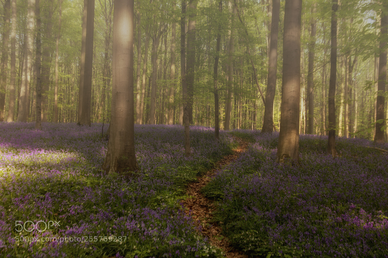 Nikon D7100 sample photo. Hallerbos photography