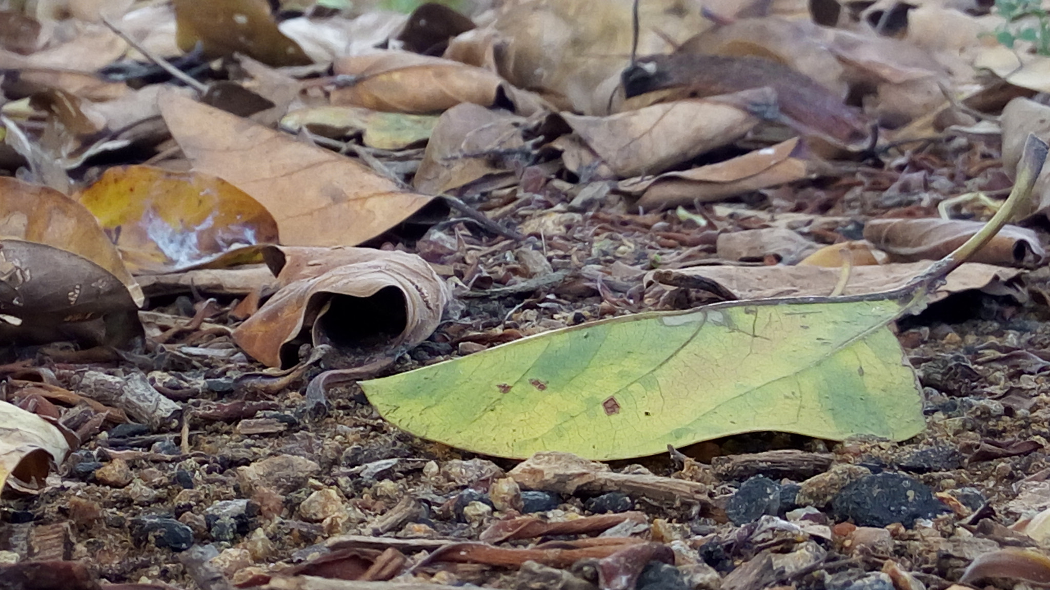Lenovo VIBE X3 LITE sample photo. Nature photography