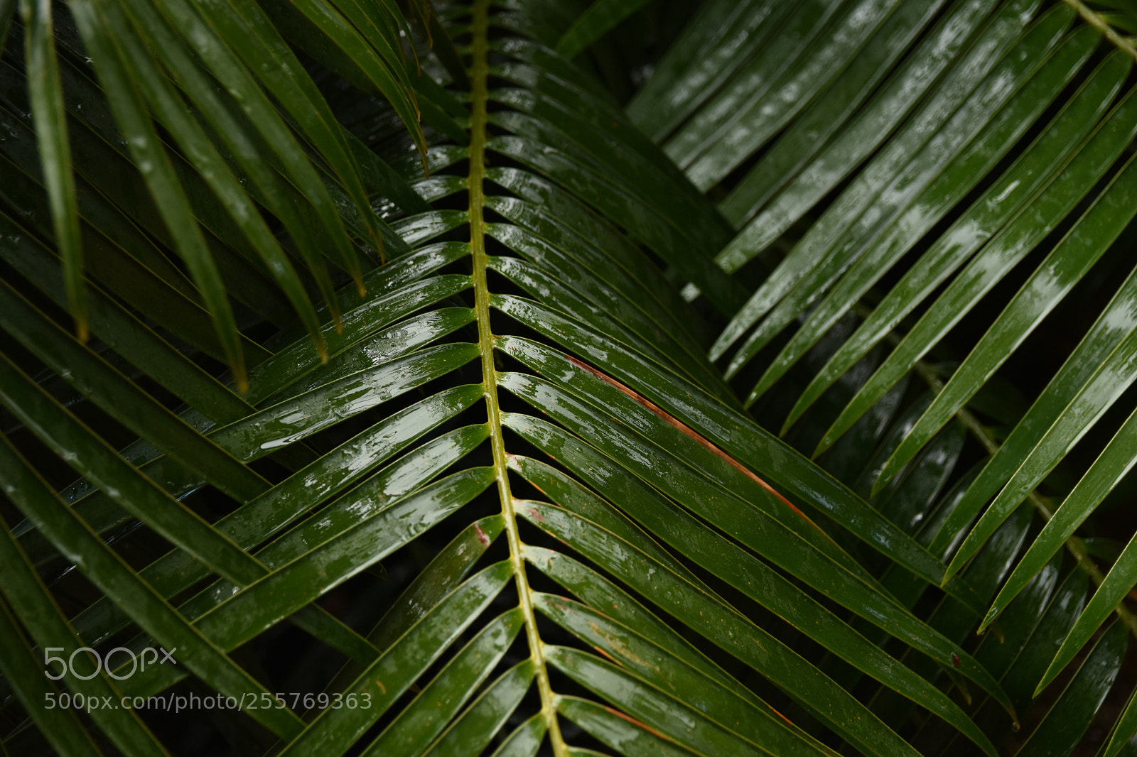 Nikon D5500 sample photo. Wet tropical plant photography