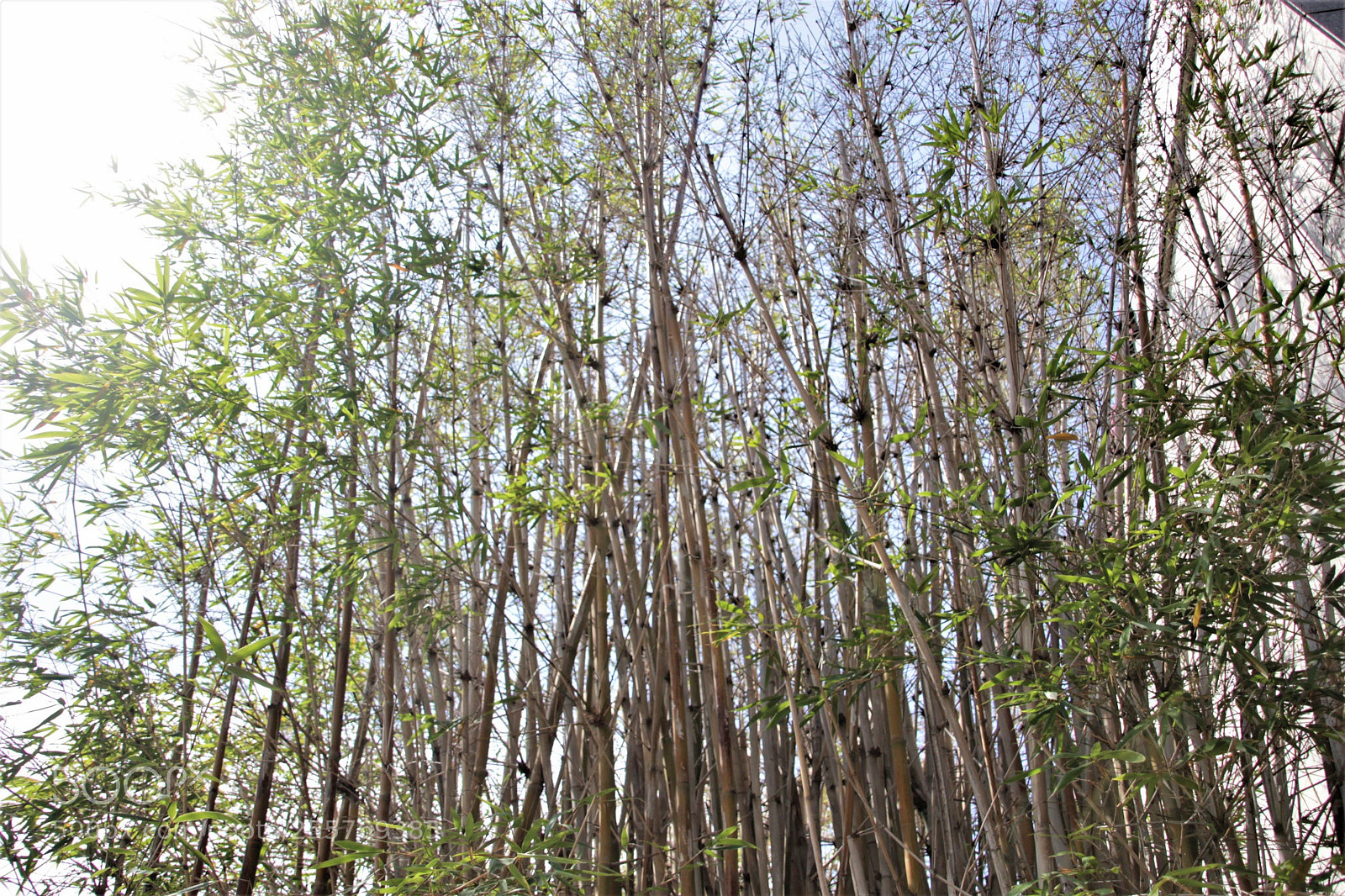 Canon EOS 700D (EOS Rebel T5i / EOS Kiss X7i) sample photo. Bamboo photography