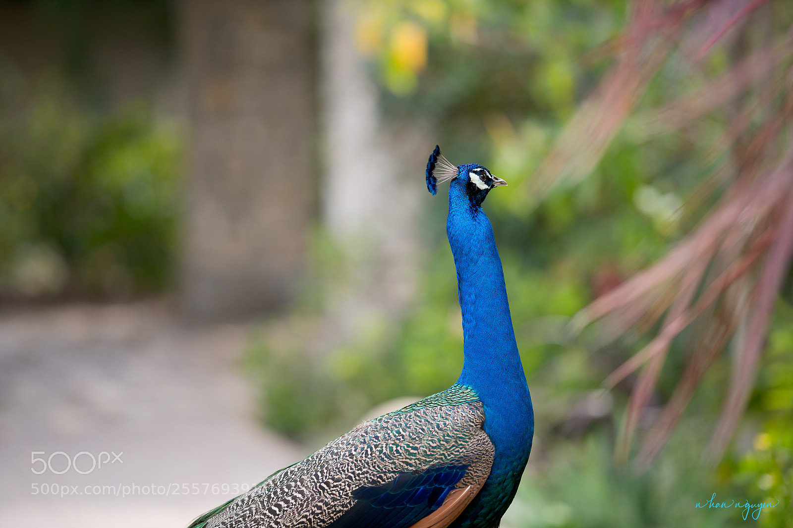 Nikon D850 sample photo. Untitled photography