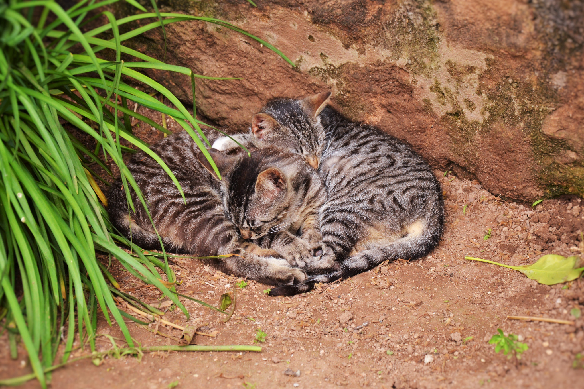 Nikon D3100 sample photo. Sleep photography
