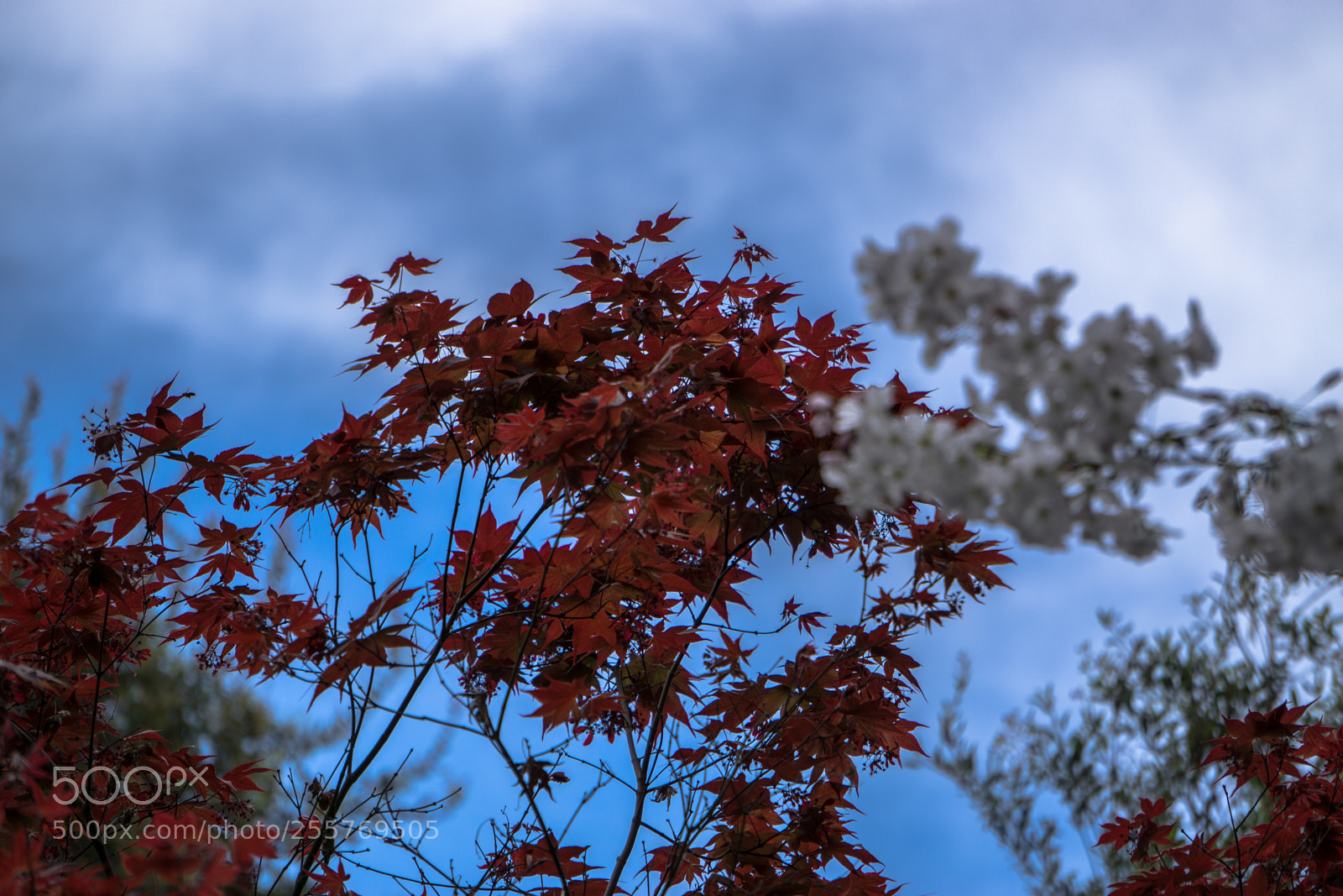 Sony a6000 sample photo. Maple cherry sky photography