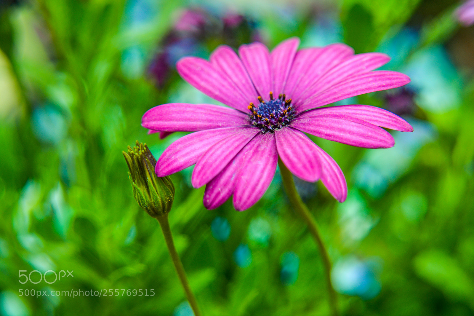 Nikon D5200 sample photo. Flower photography