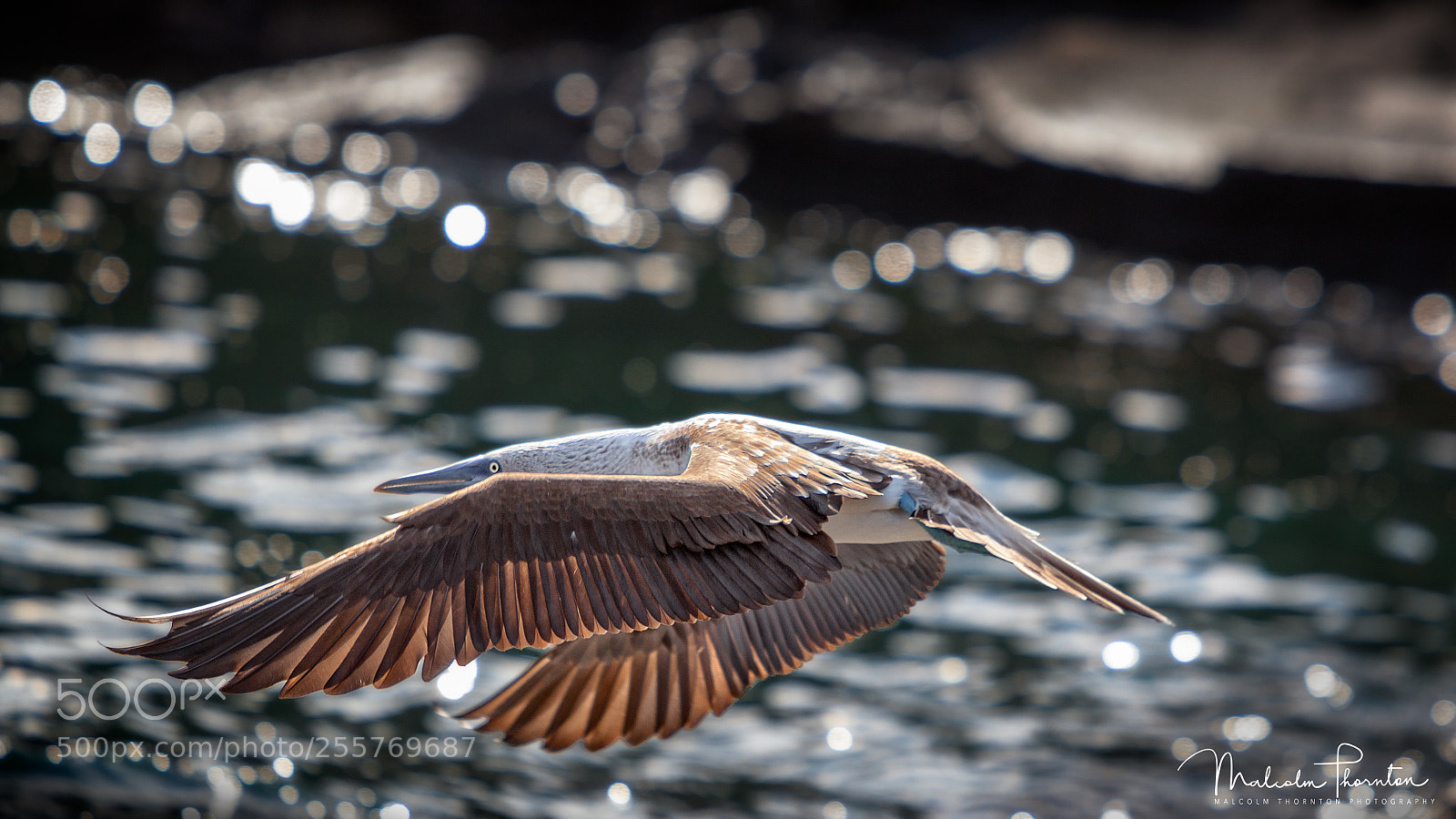 Canon EOS 5D Mark II sample photo. Blue-footed flight photography
