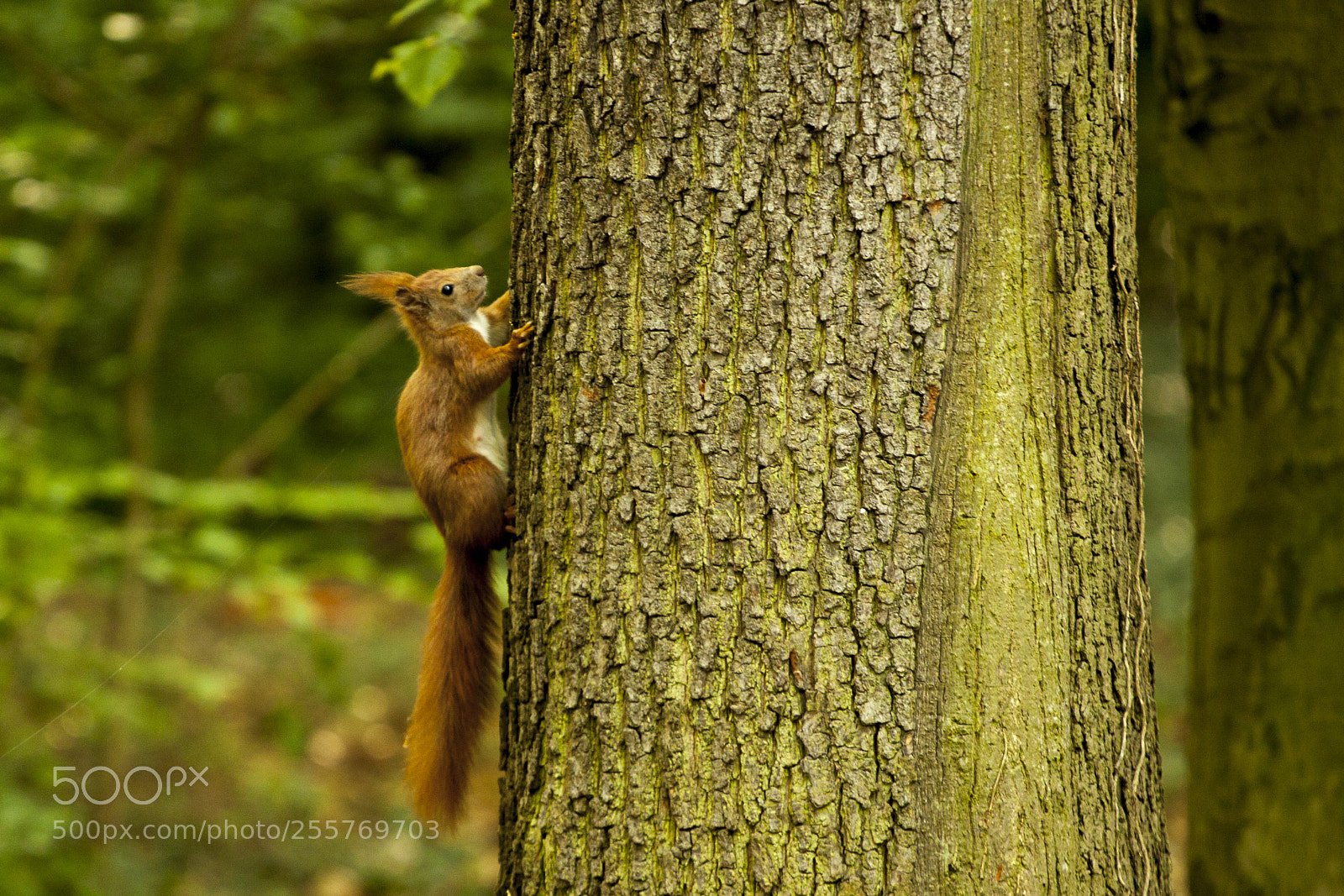 Canon EOS 500D (EOS Rebel T1i / EOS Kiss X3) sample photo. Squirrel photography