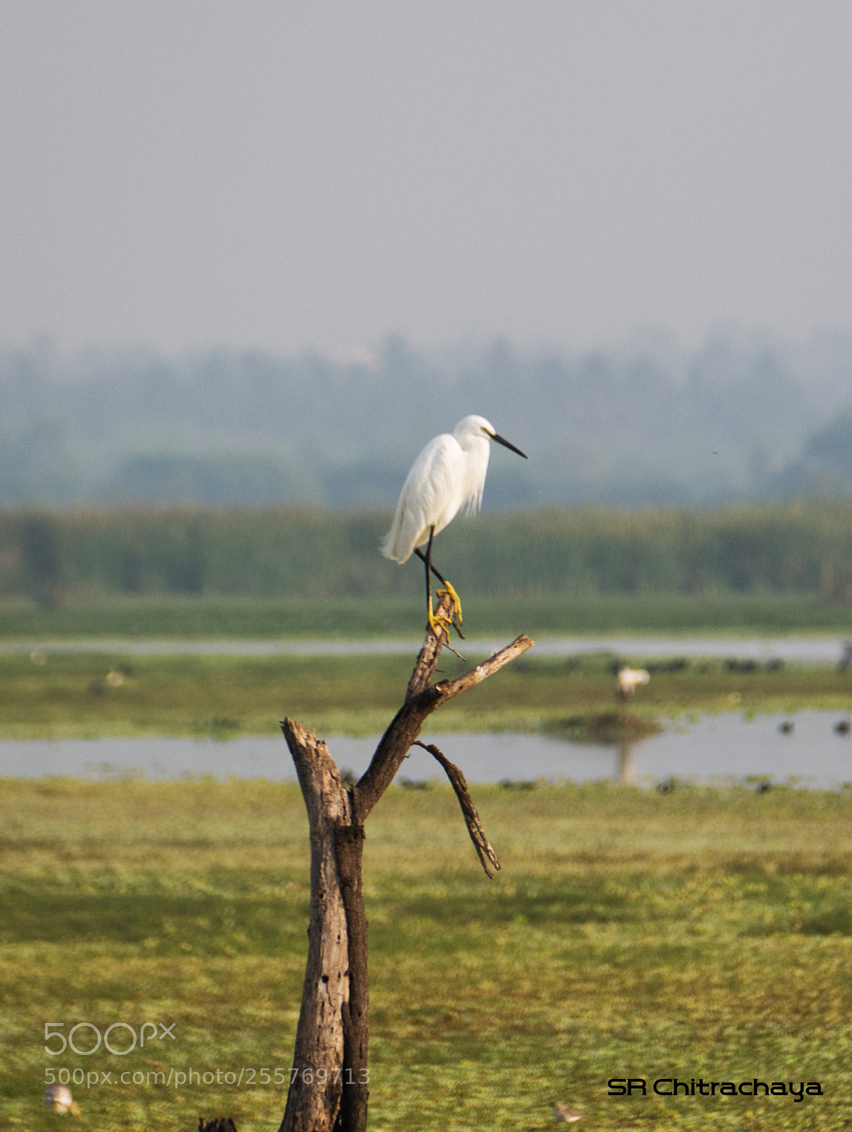 Panasonic Lumix DMC-FZ1000 sample photo. Little egret photography