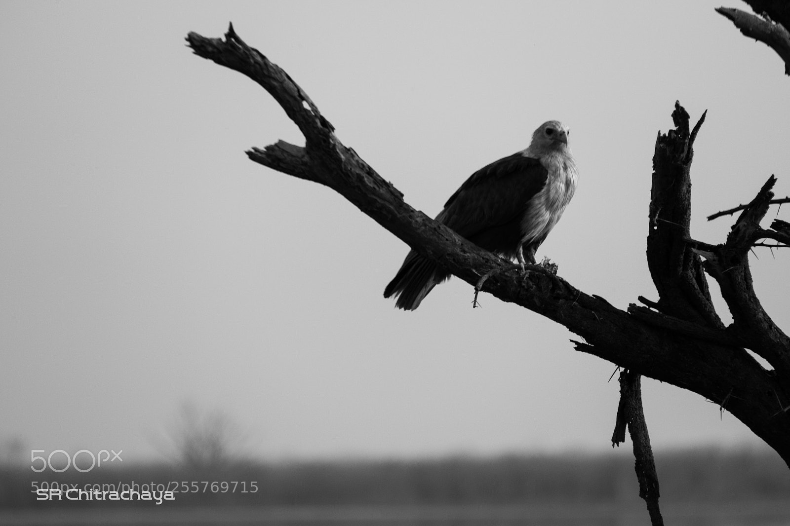 Panasonic Lumix DMC-FZ1000 sample photo. Brahminy kite photography