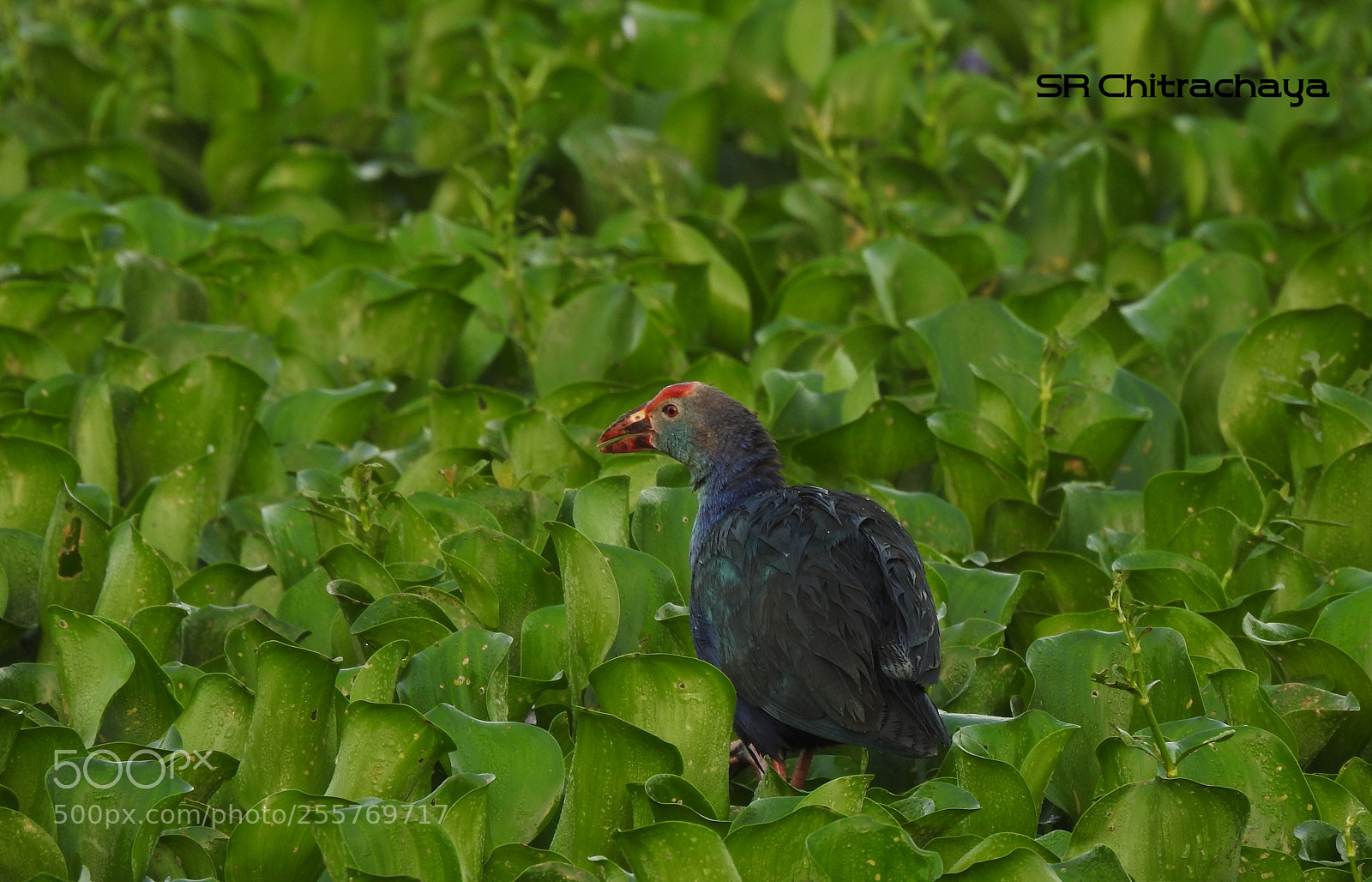 Nikon Coolpix P900 sample photo. Purple swamphen photography