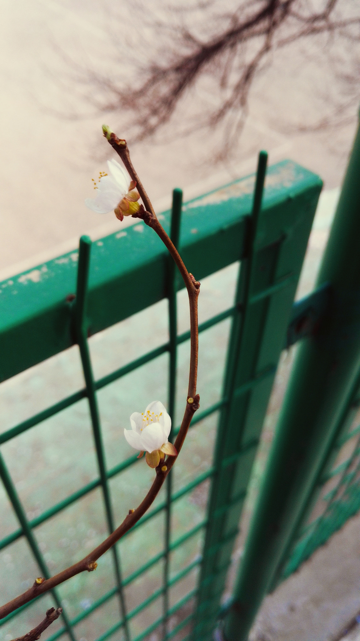 HUAWEI Honor 7 sample photo. 春 photography