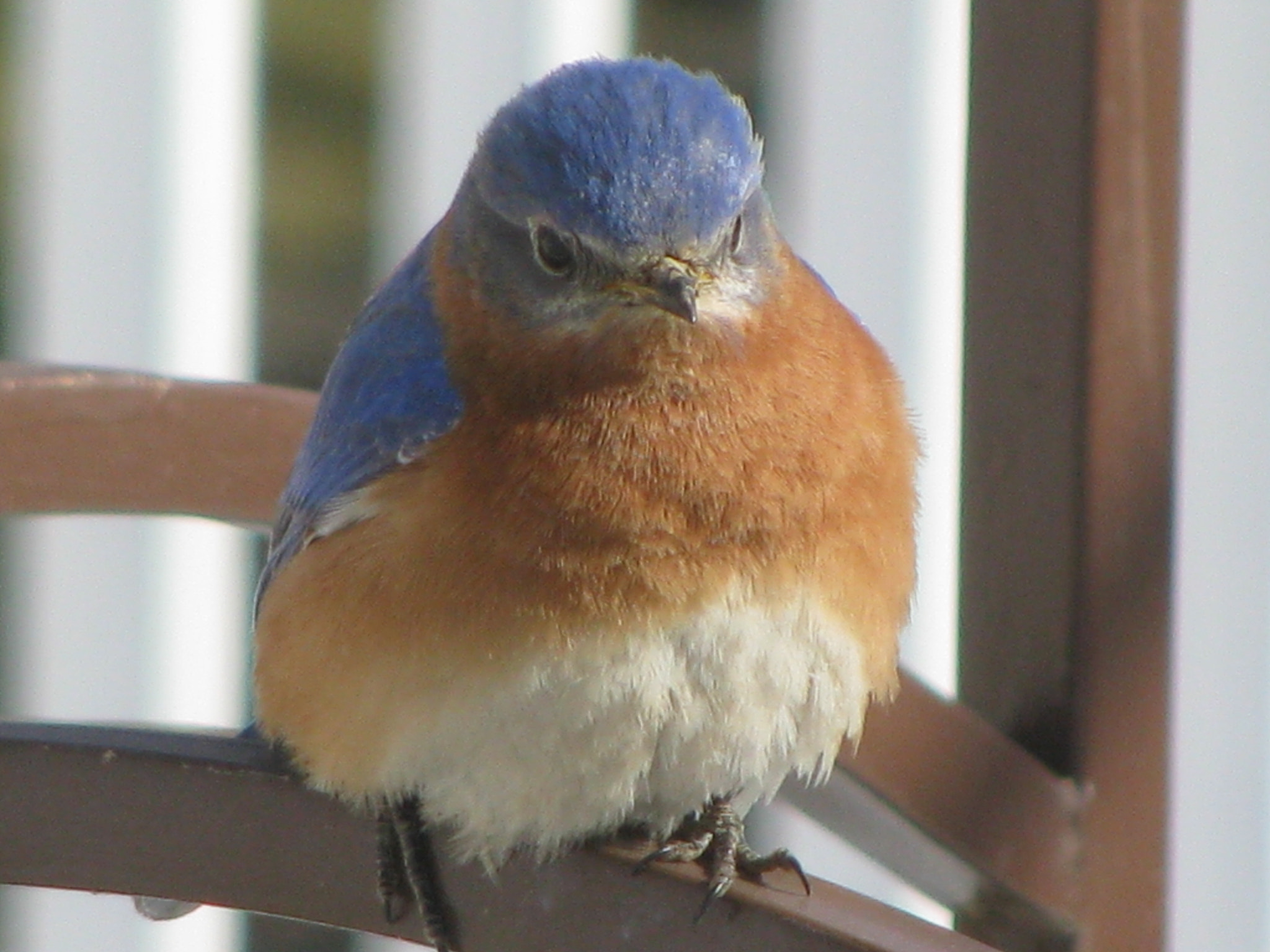 Canon POWERSHOT SX100 IS sample photo. Spring bird photography