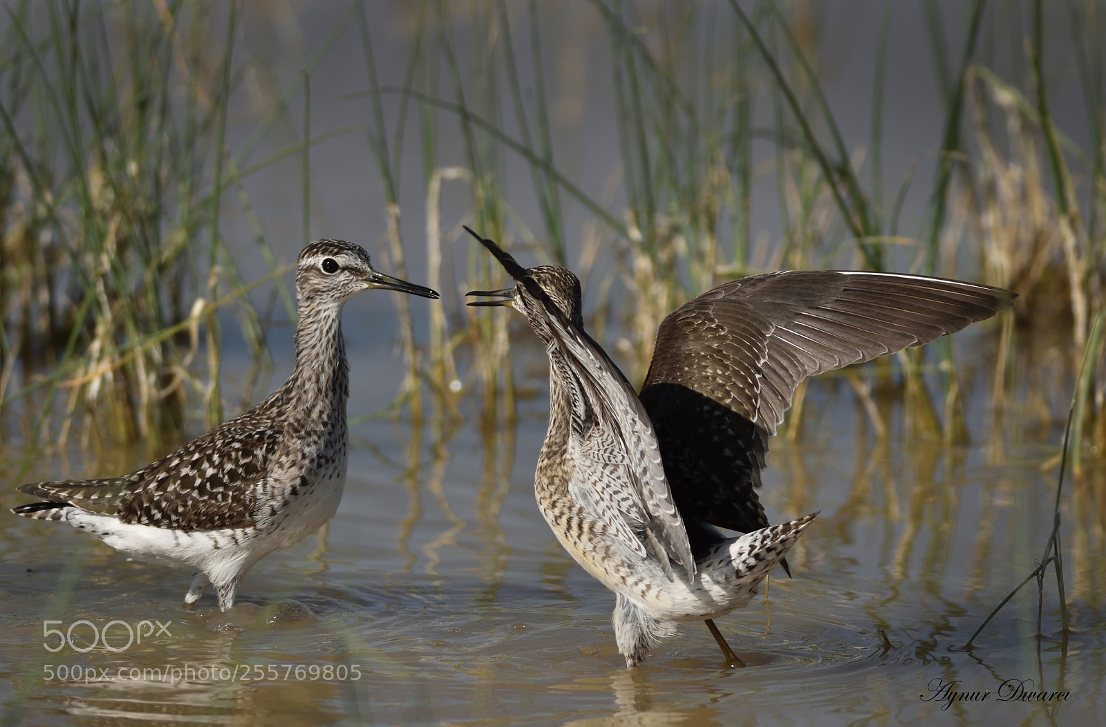 Nikon D7200 sample photo. Wood sandpiper - tringa photography