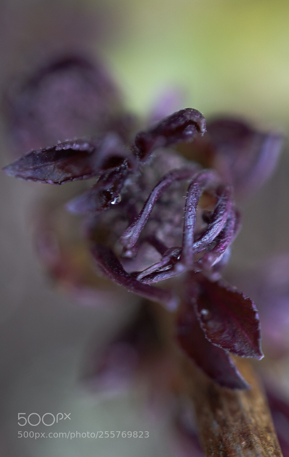 Sony a7 II sample photo. "young leaf " photography