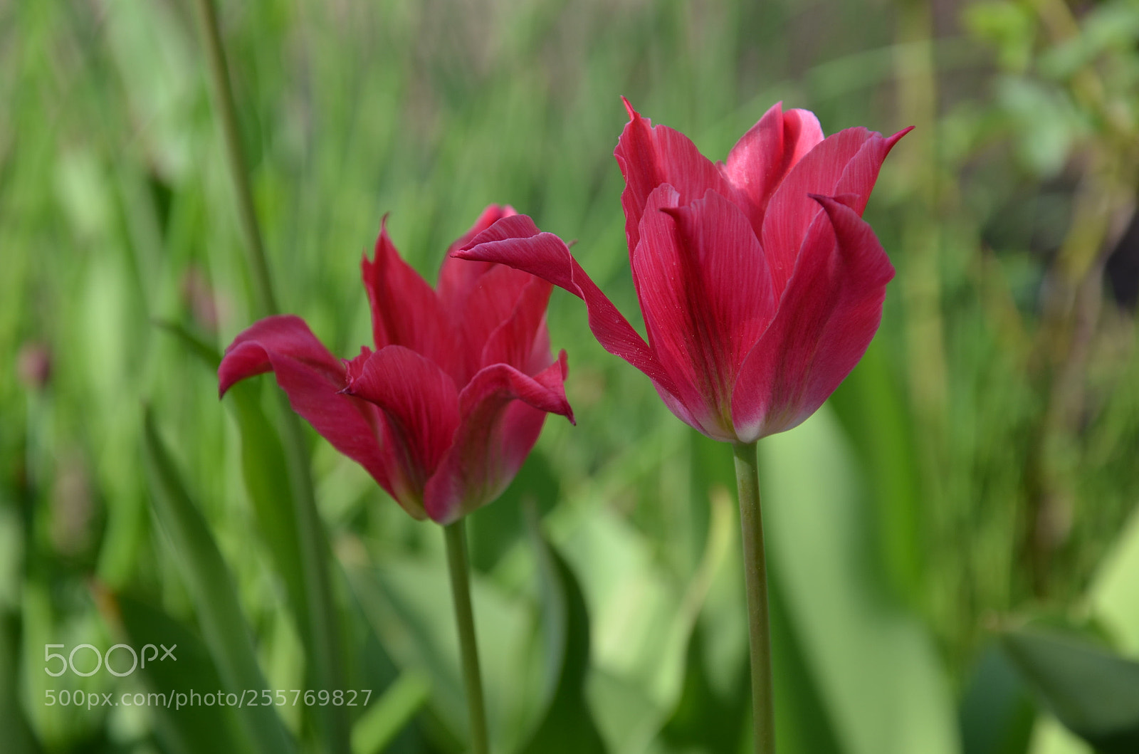 Nikon D5100 sample photo. Pink tulips photography