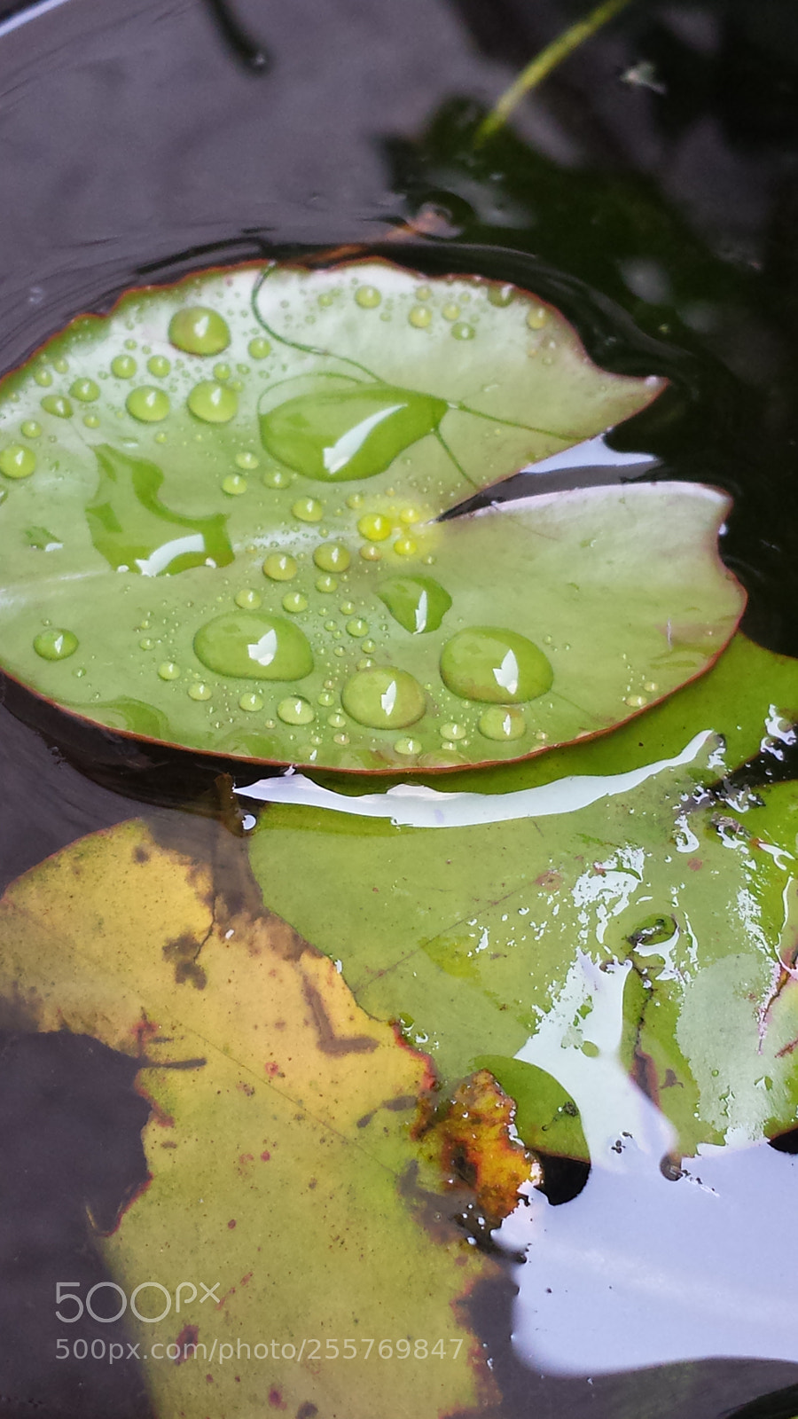 Samsung Galaxy S4 sample photo. Monet photography