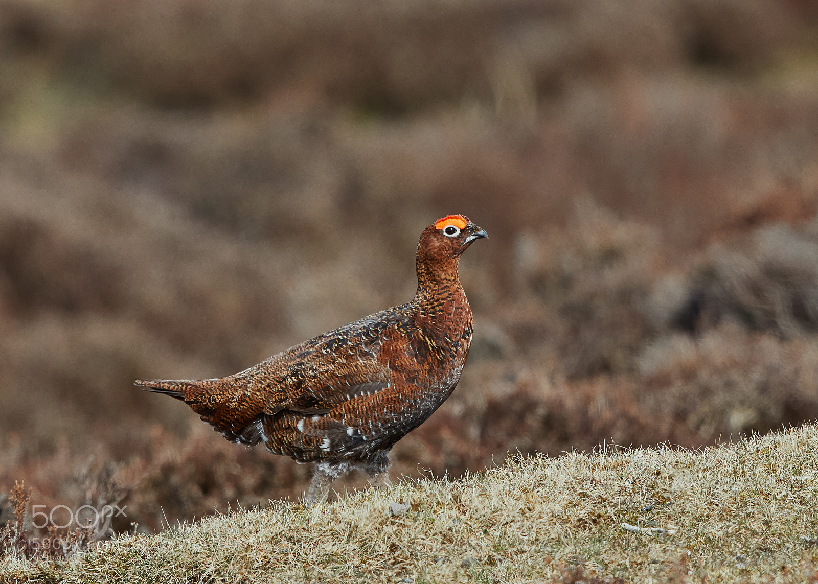 Canon EOS 5D Mark IV sample photo. Red grouse photography