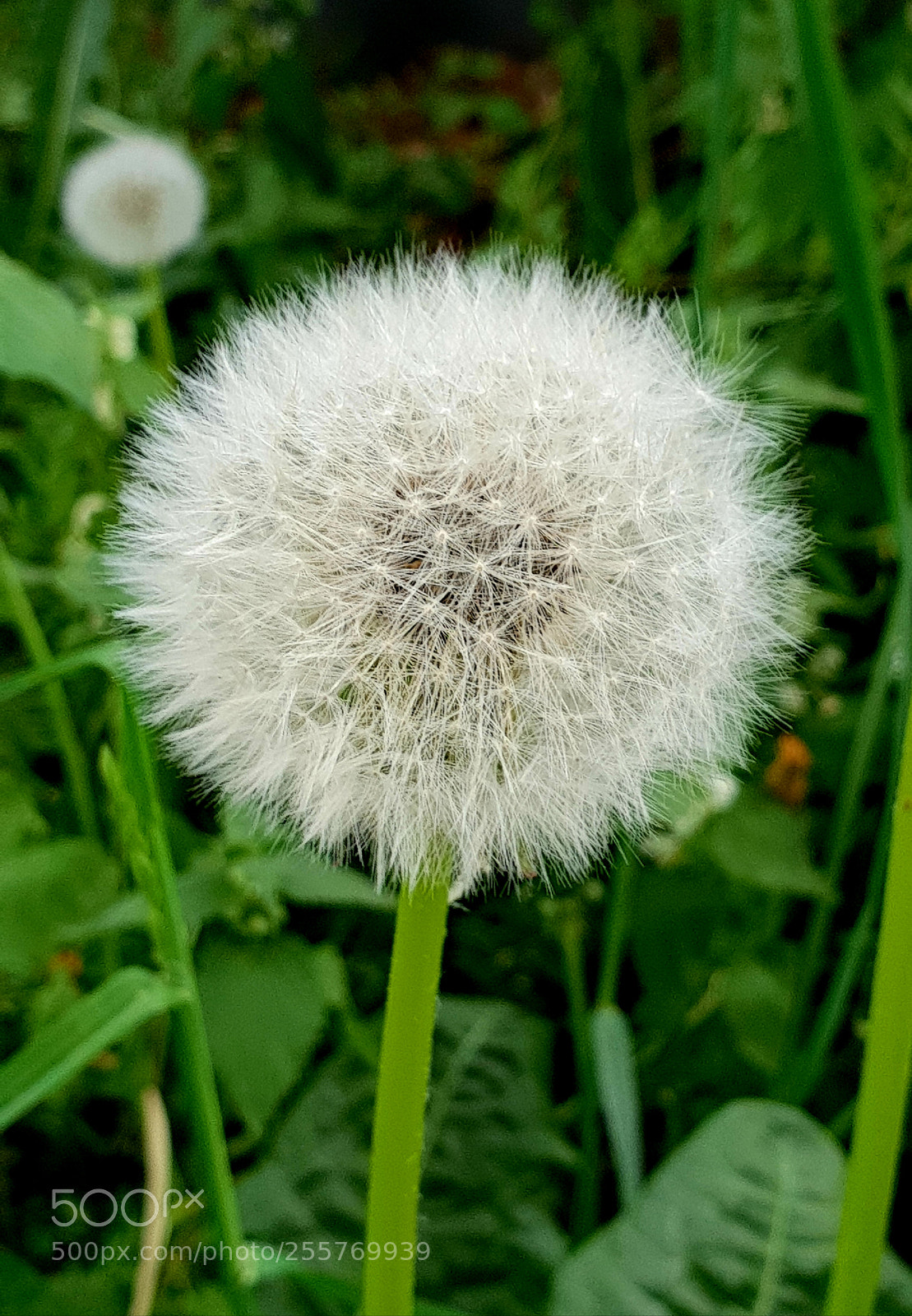 Samsung Galaxy S9+ sample photo. Untitled photography