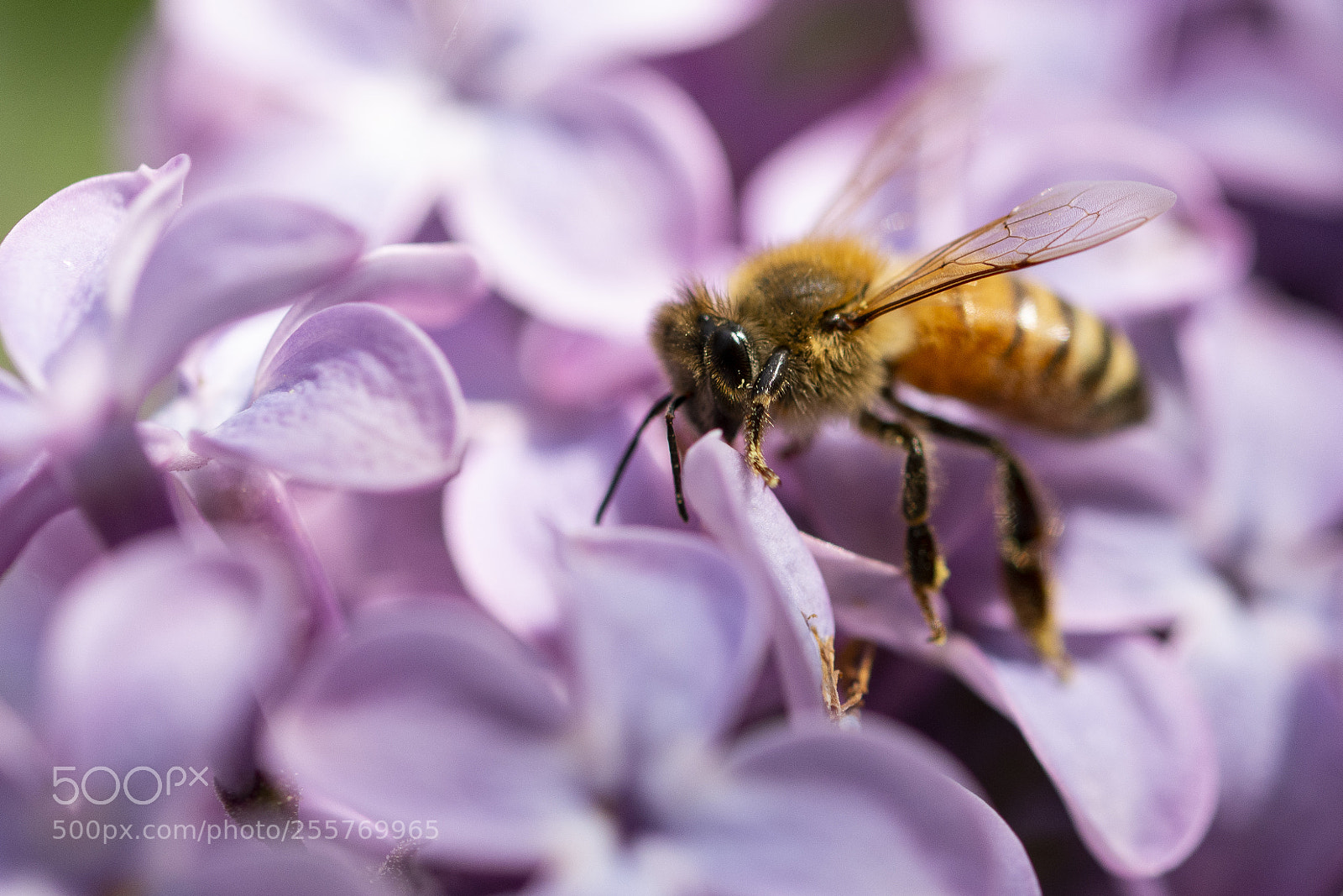 Nikon D7200 sample photo. Beezz photography