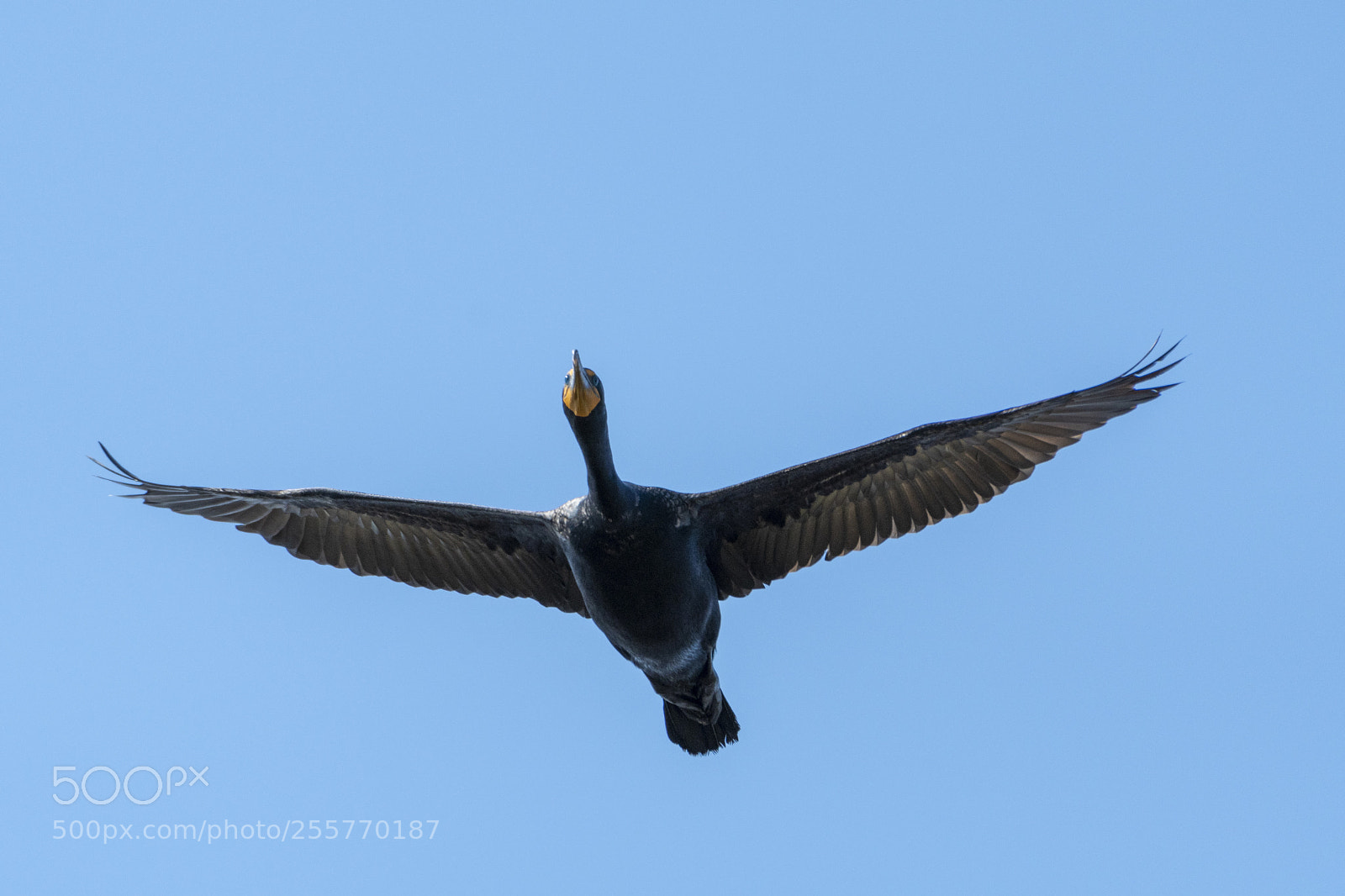 Nikon D500 sample photo. Double-crested cormorant (phalacrocorax auritus) photography