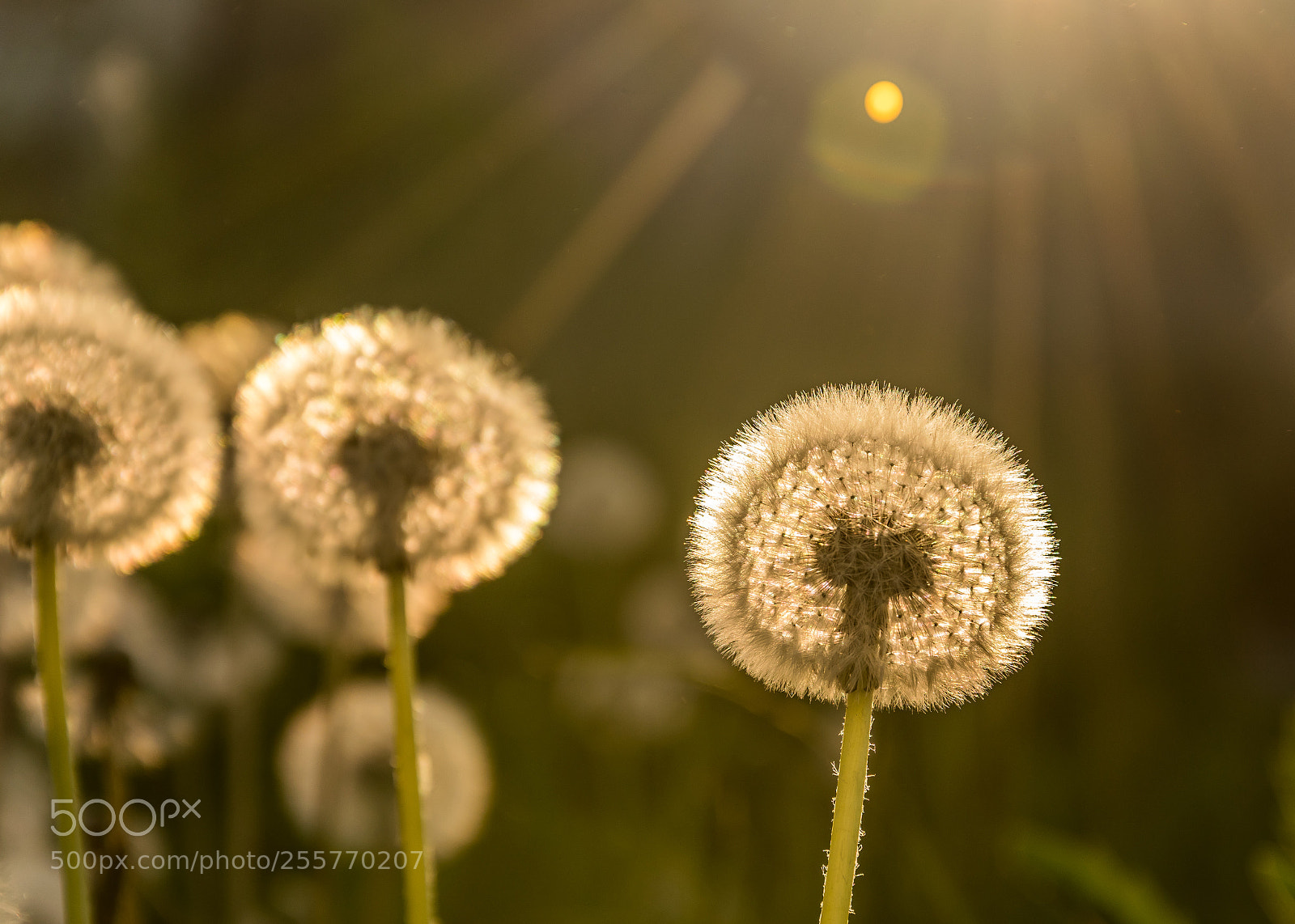 Nikon D5300 sample photo. Dandelion photography
