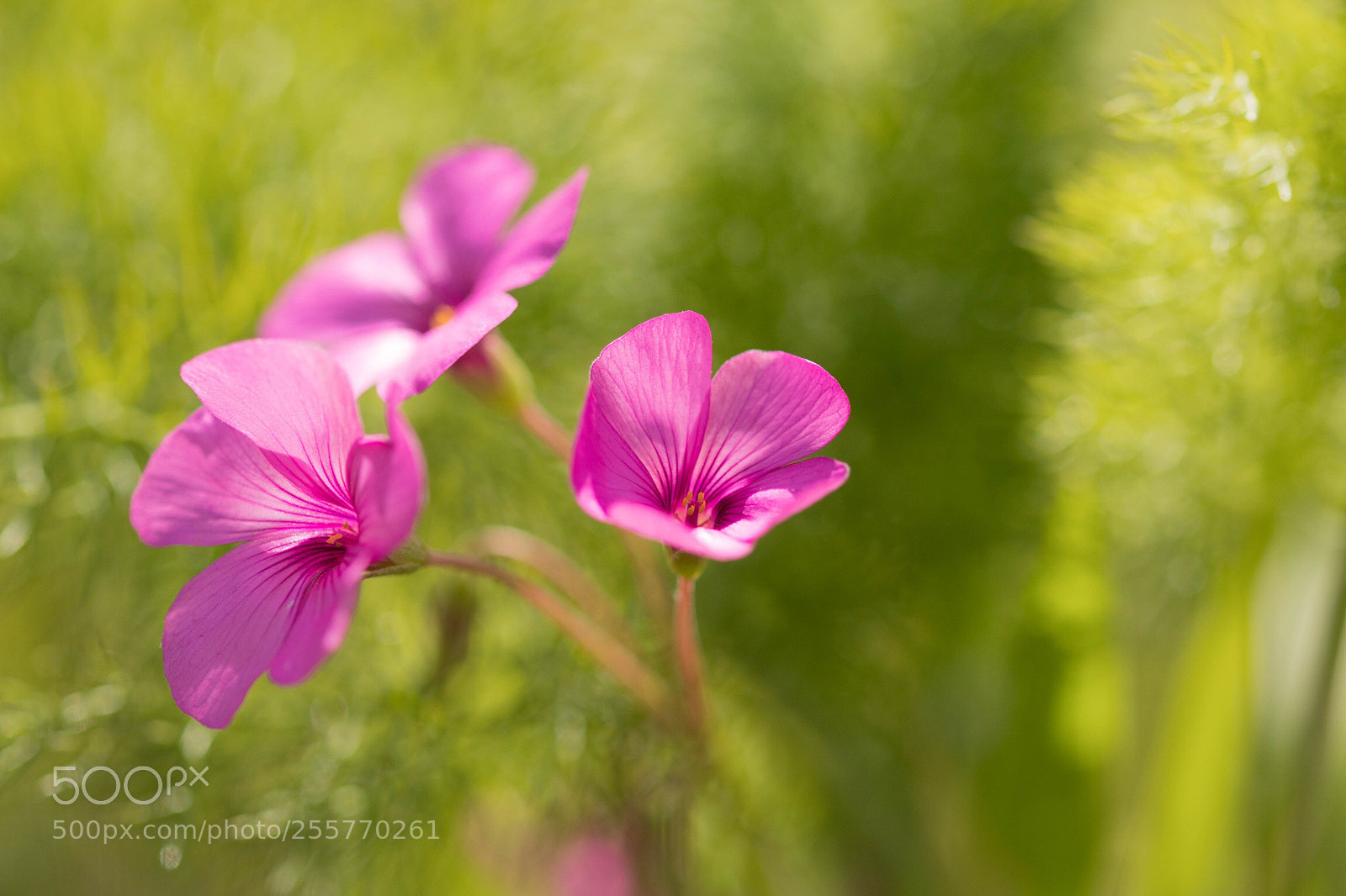 Canon EOS 80D sample photo. Belle petite fleur des photography