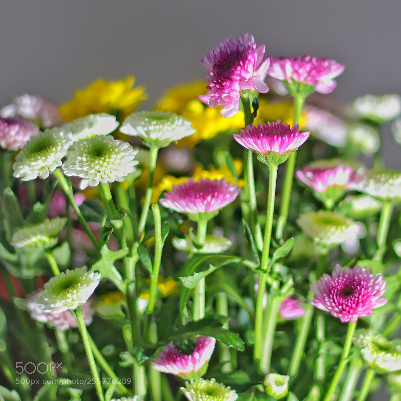 Canon EOS 80D sample photo. 菊花 photography