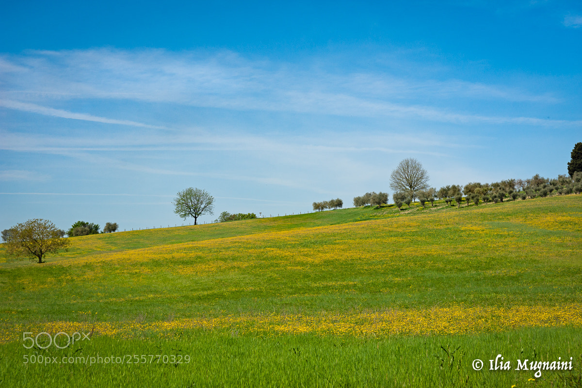Nikon D7200 sample photo. Blue, green and yellow photography