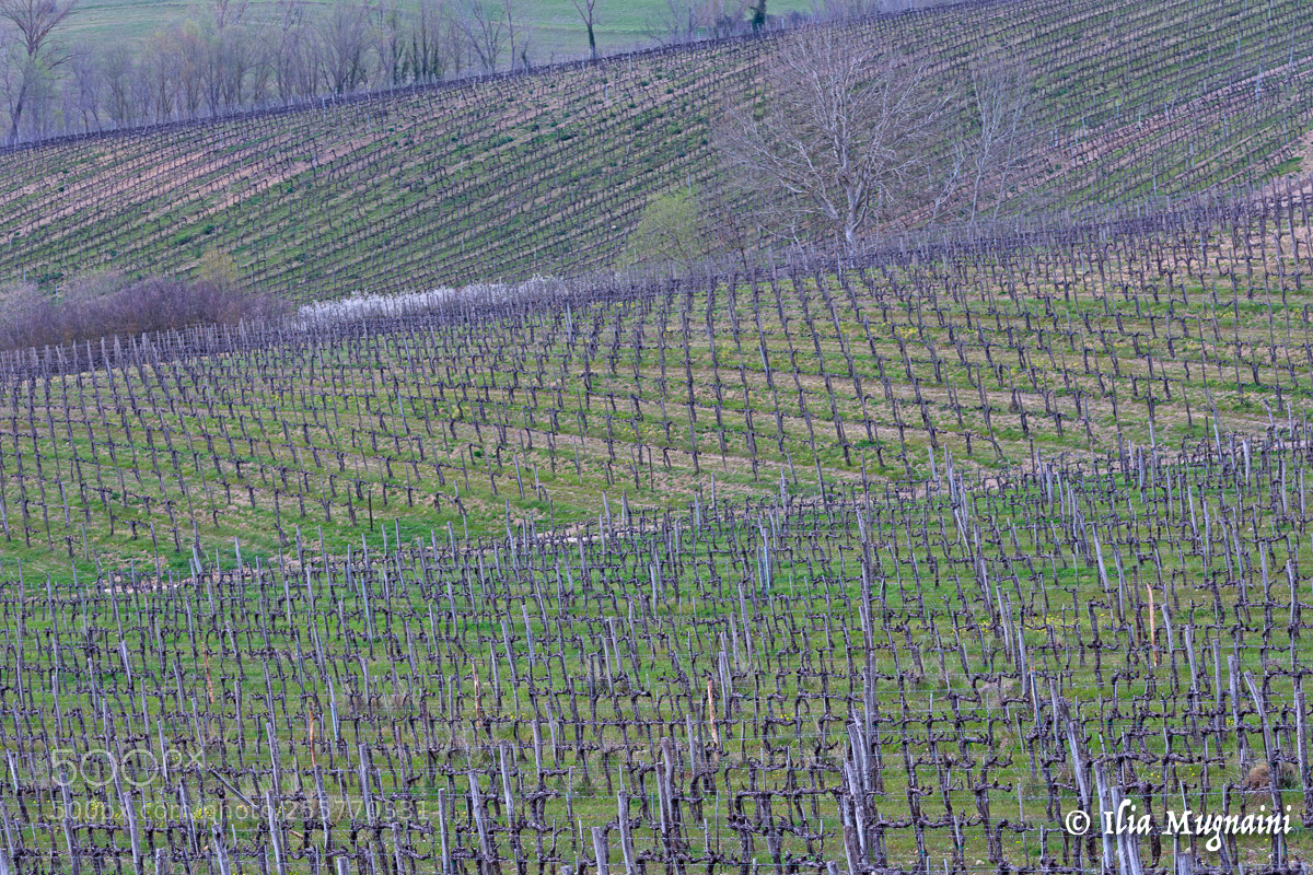Nikon D7200 sample photo. Early spring vineyards photography